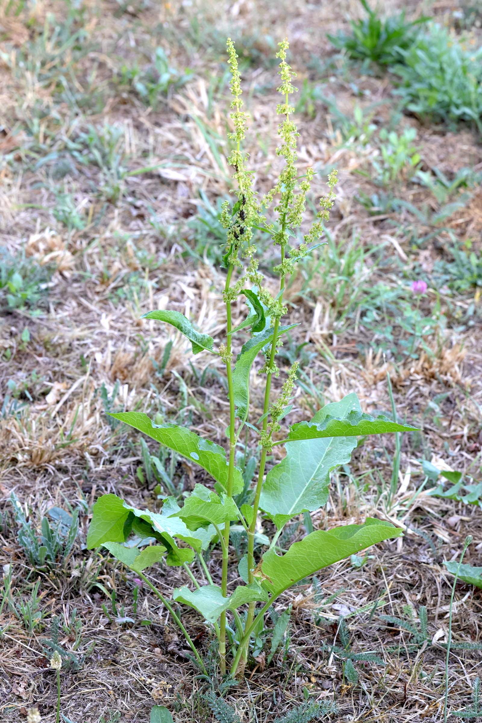 Afficher le média rumex_obtusifolius5md rumex_obtusifolius5md