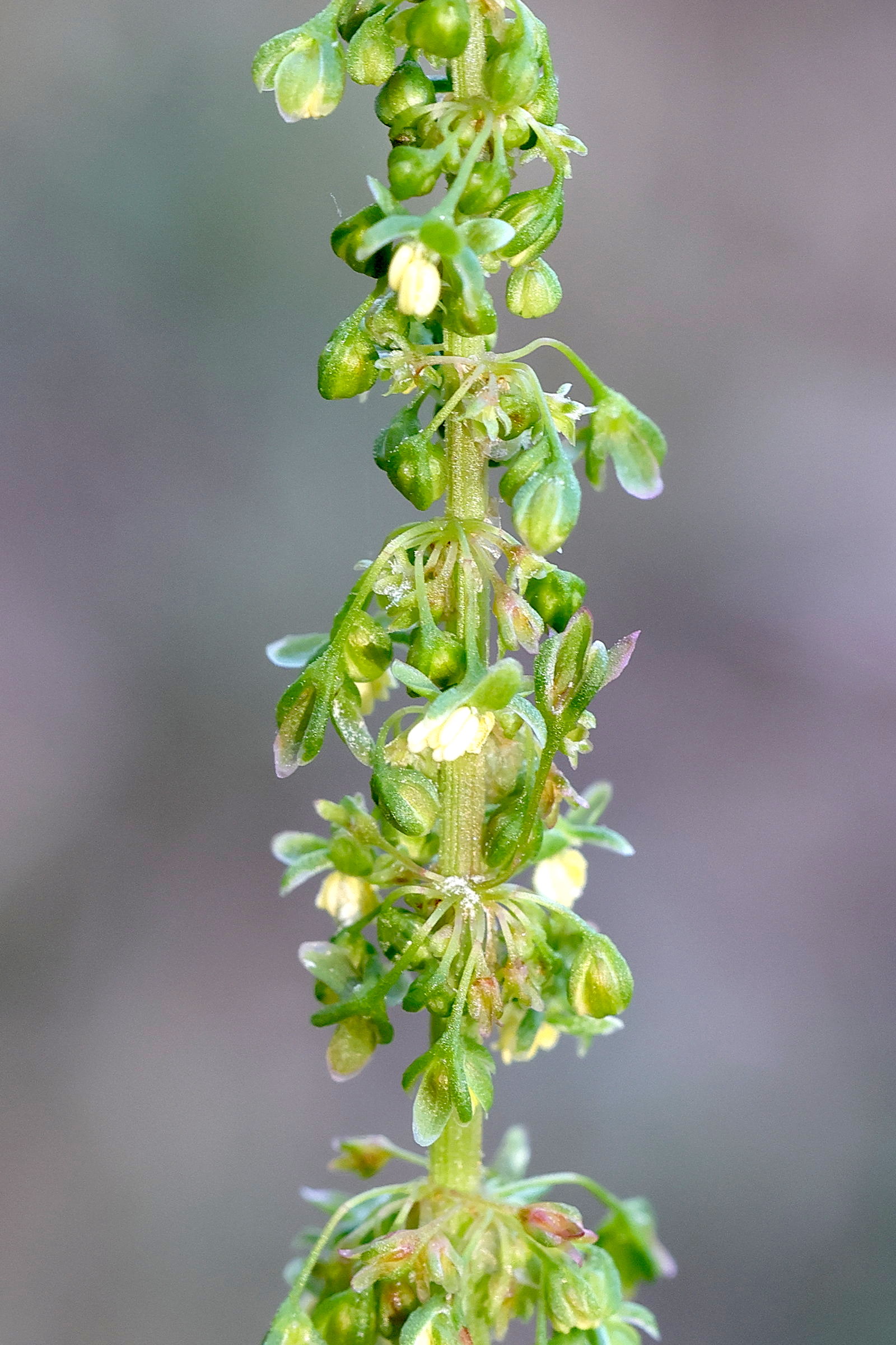Afficher le média rumex_obtusifolius6md rumex_obtusifolius6md