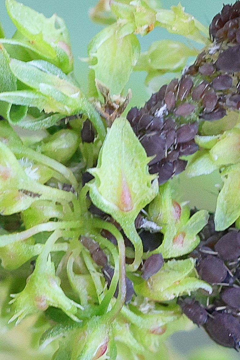 Afficher le média rumex_obtusifolius7md rumex_obtusifolius7md