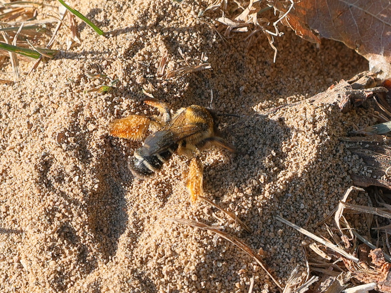 dasypoda_hirtipes6md