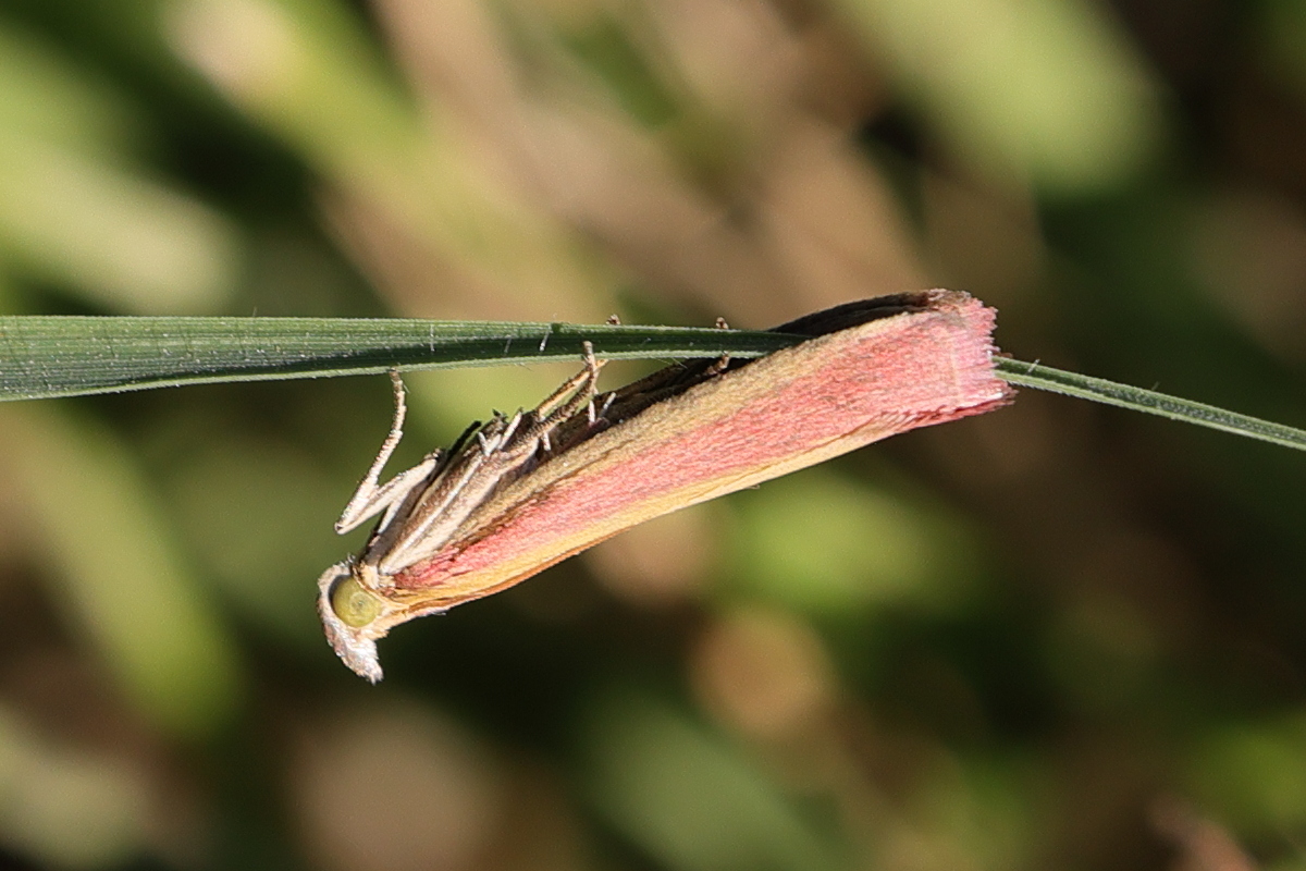 oncocera_semirubella2md