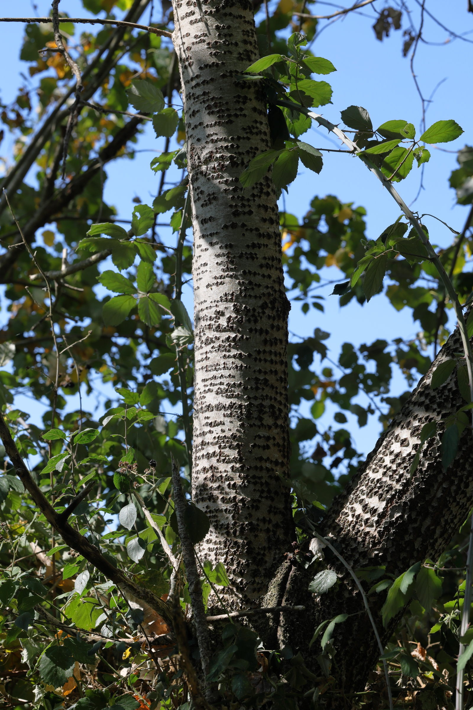 populus_x_canescens7md