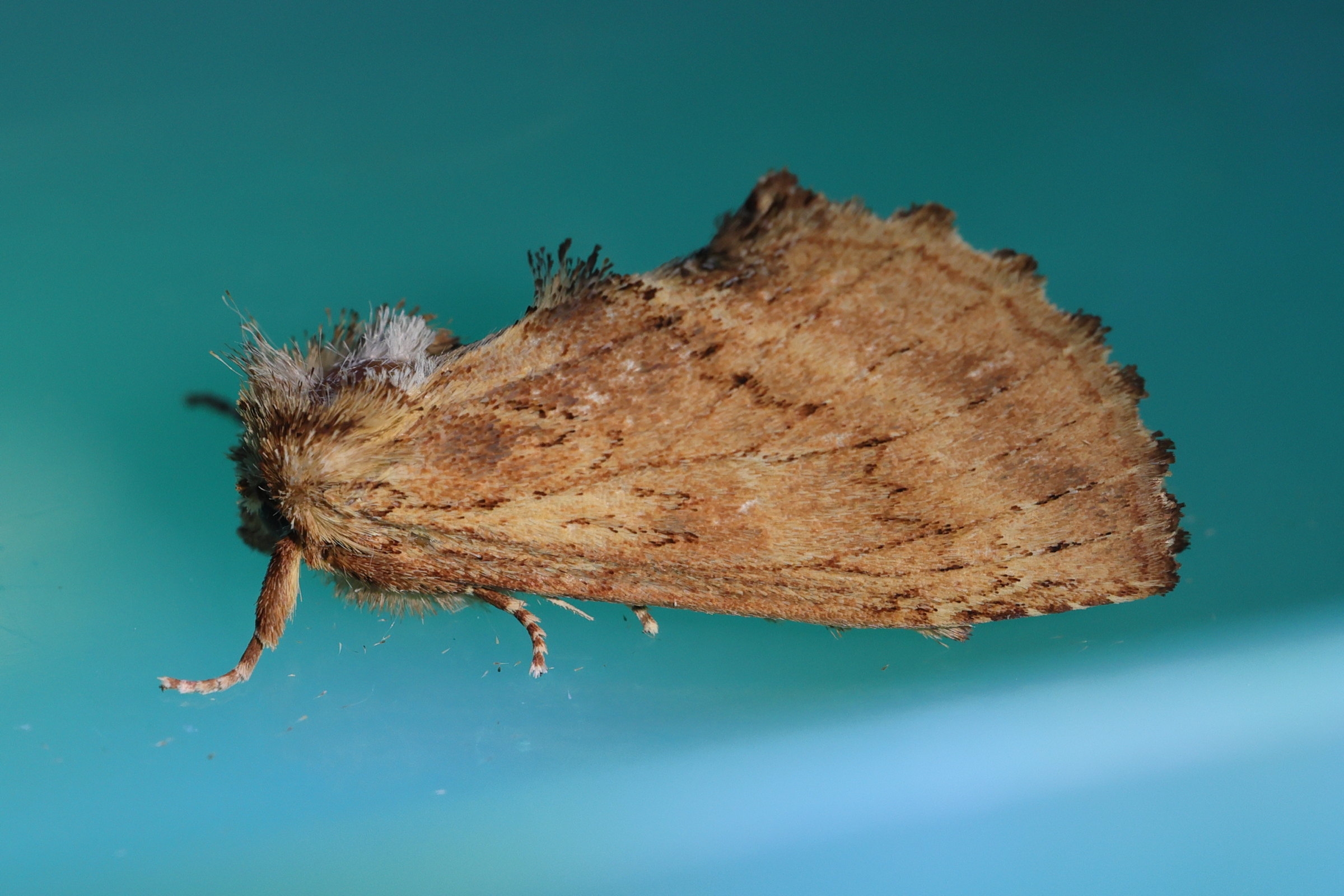 pterostoma_palpina1md