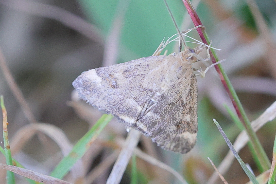 pyrausta_despicata13md