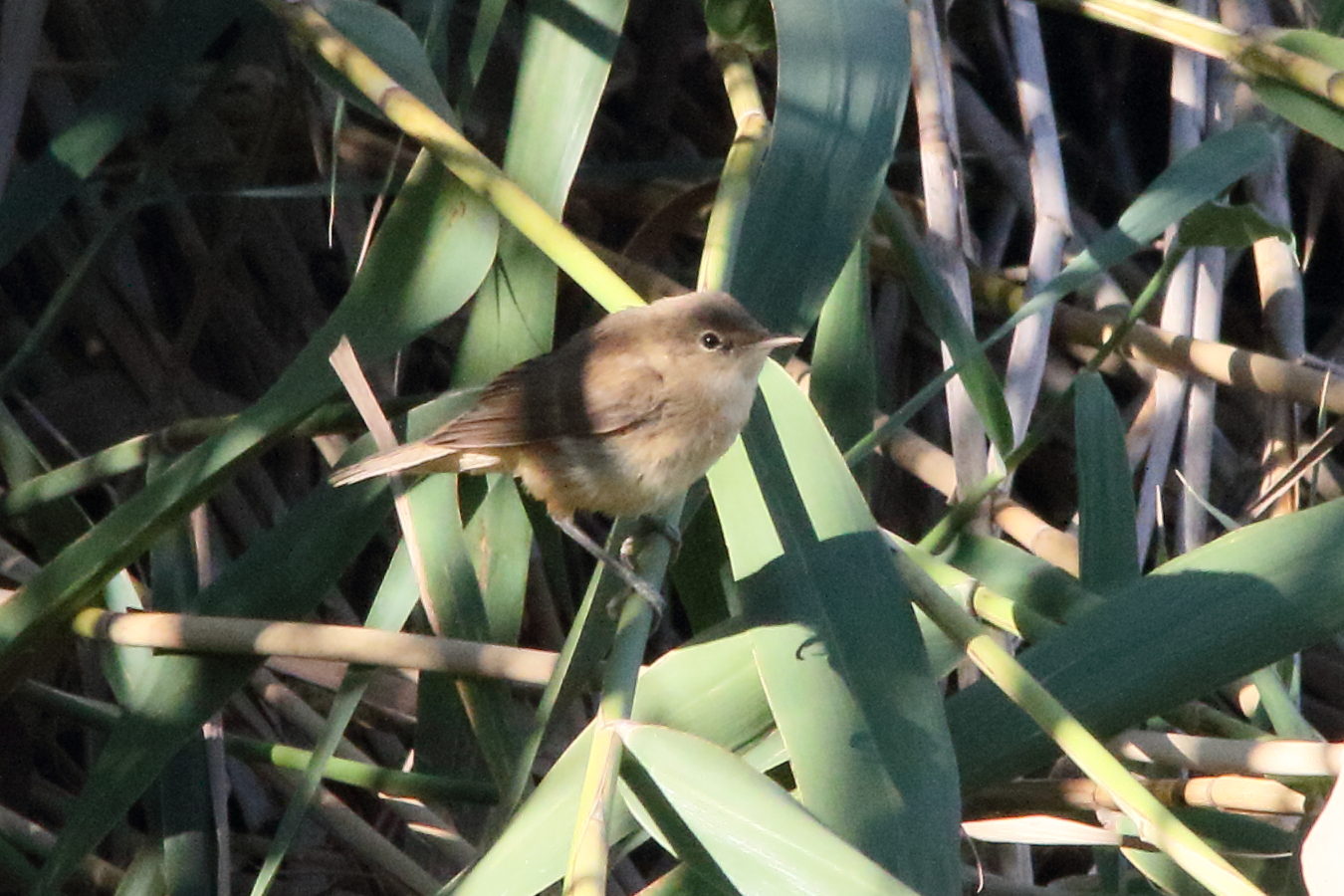 Afficher le média rousserolle_effarvatte_-_acrocephalus_scirpaceus6md rousserolle_effarvatte_-_acrocephalus_scirpaceus6md