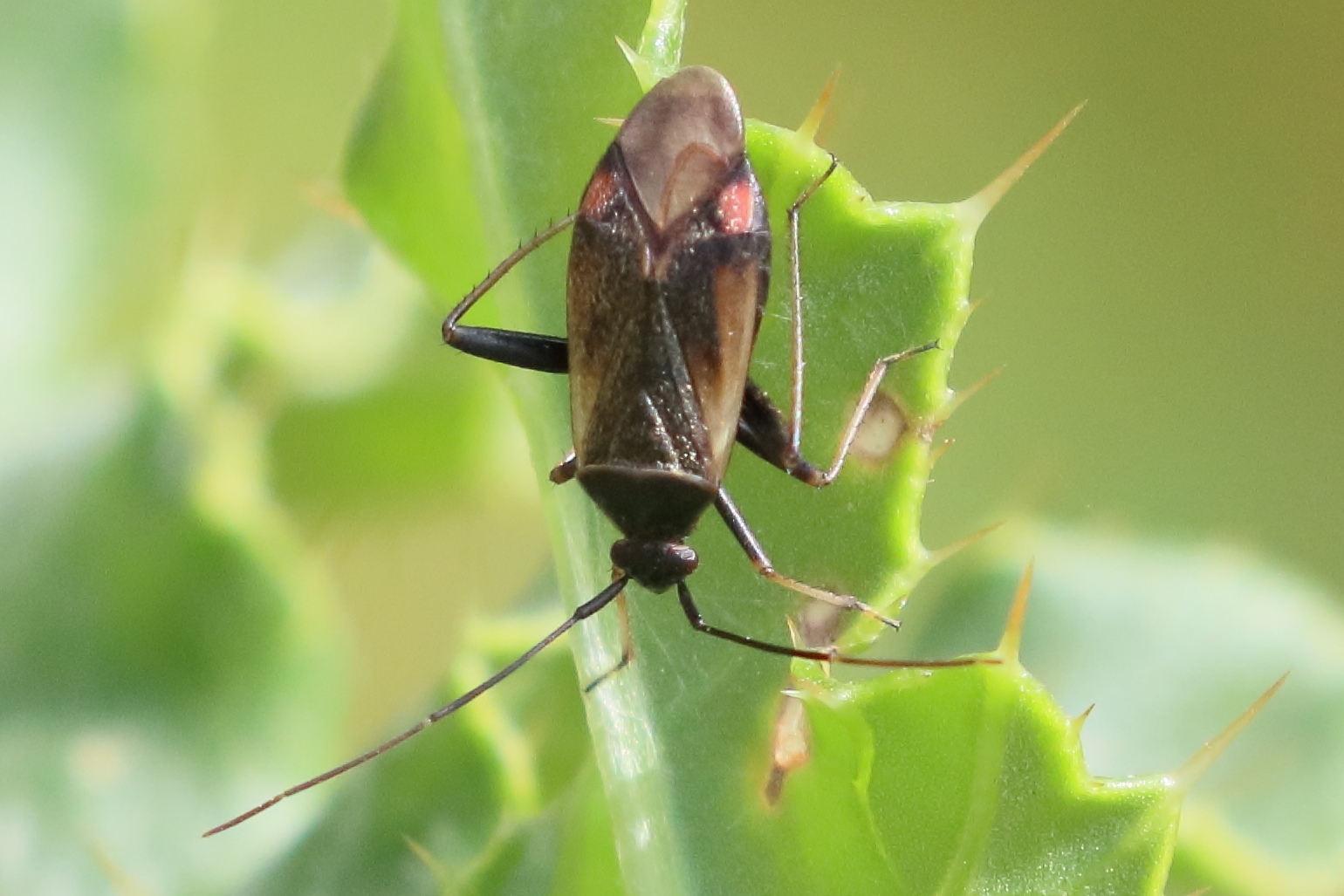 adelphocoris_seticornis3bd