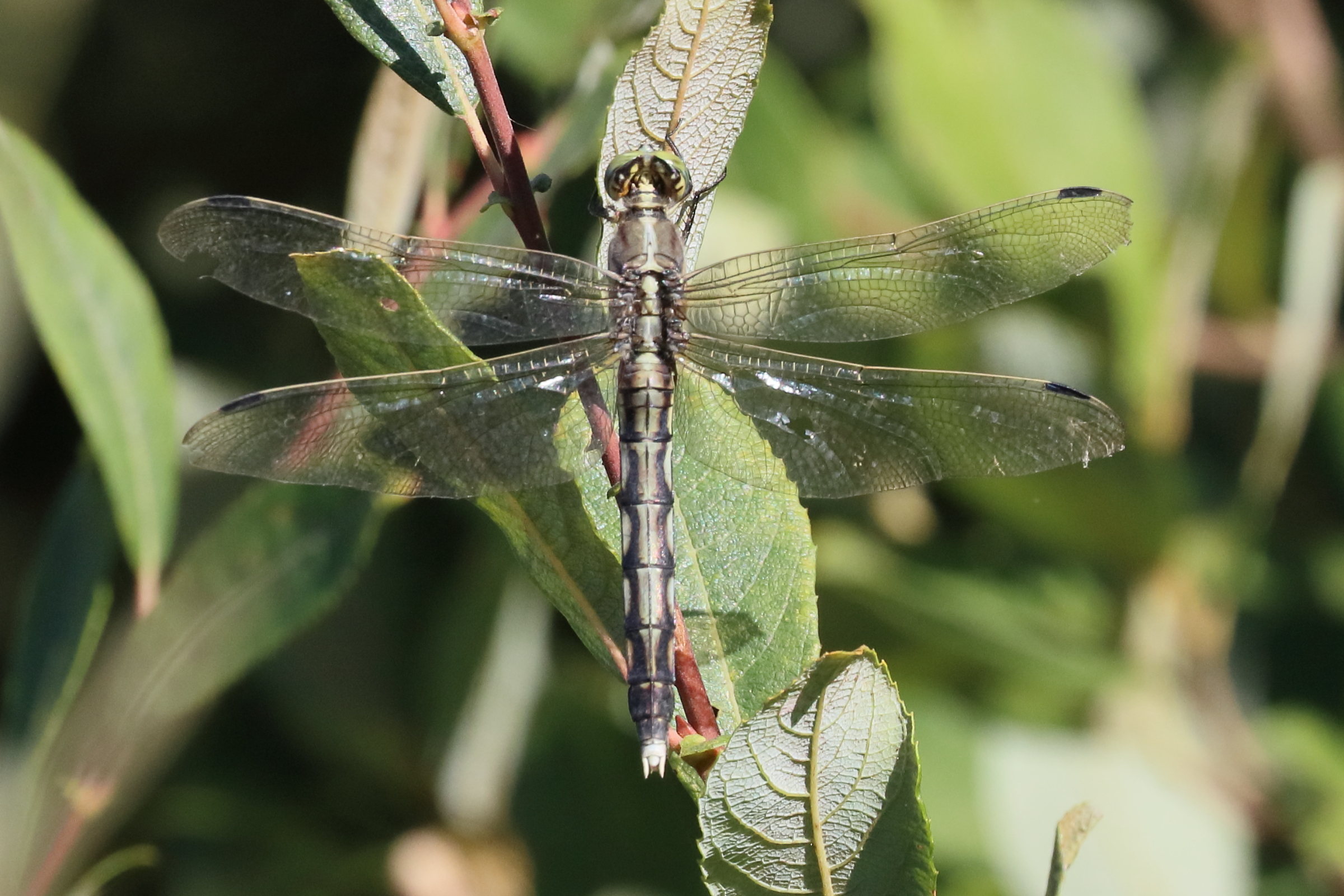 orthetrum_albistylum8bd