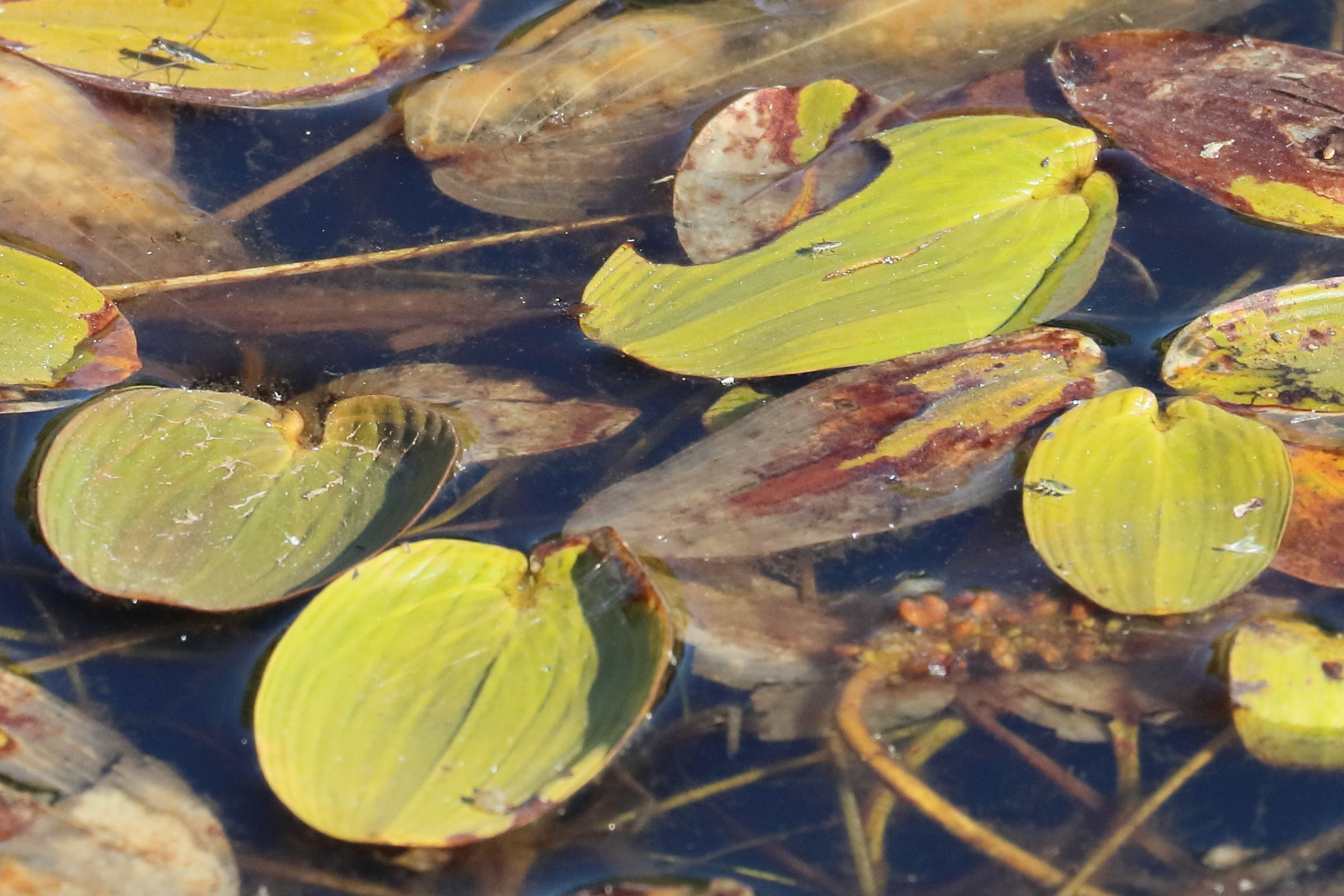 potamogeton_natans4bd