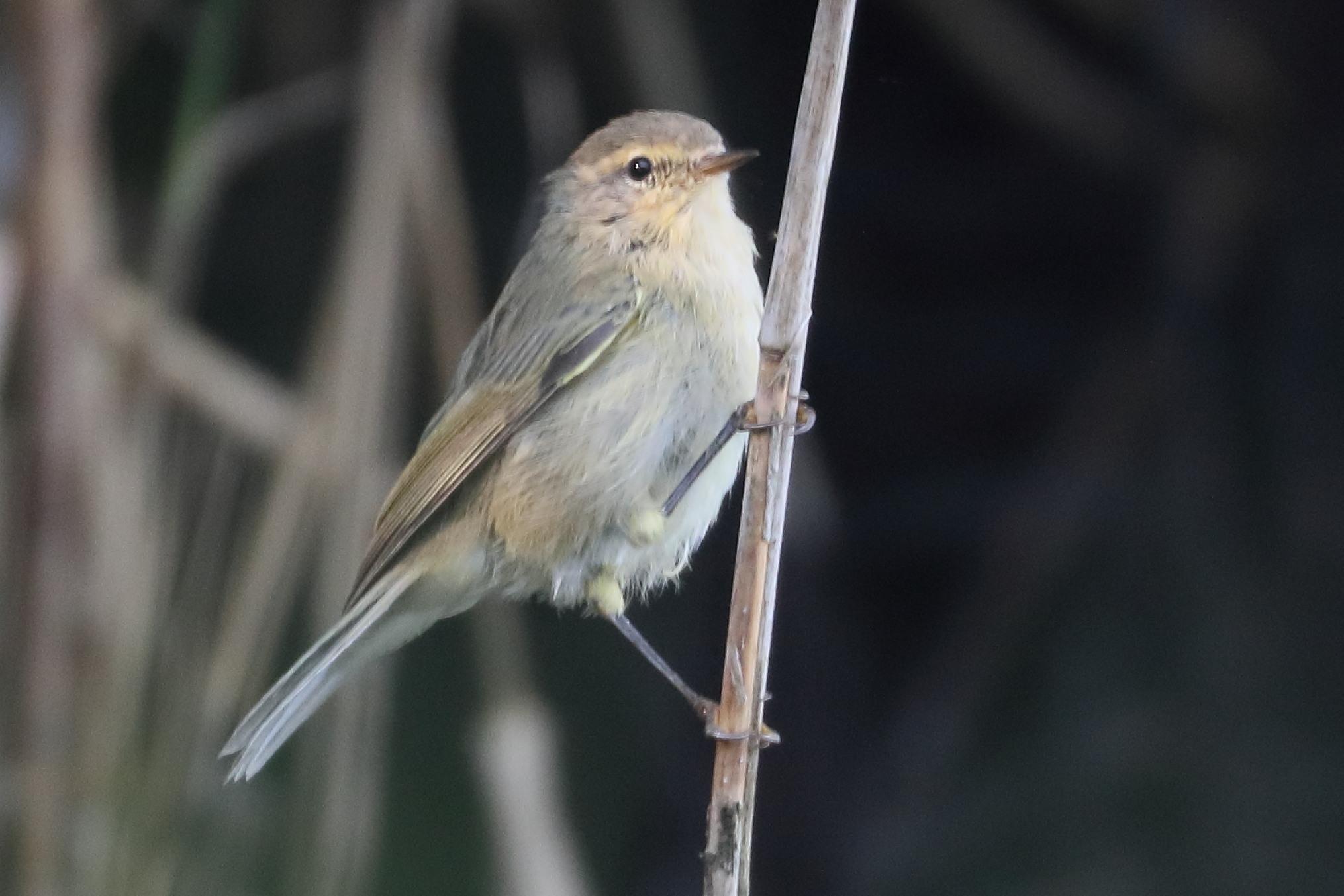 Afficher le média pouillot_veloce_-_phylloscopus_collybita9bd pouillot_veloce_-_phylloscopus_collybita9bd