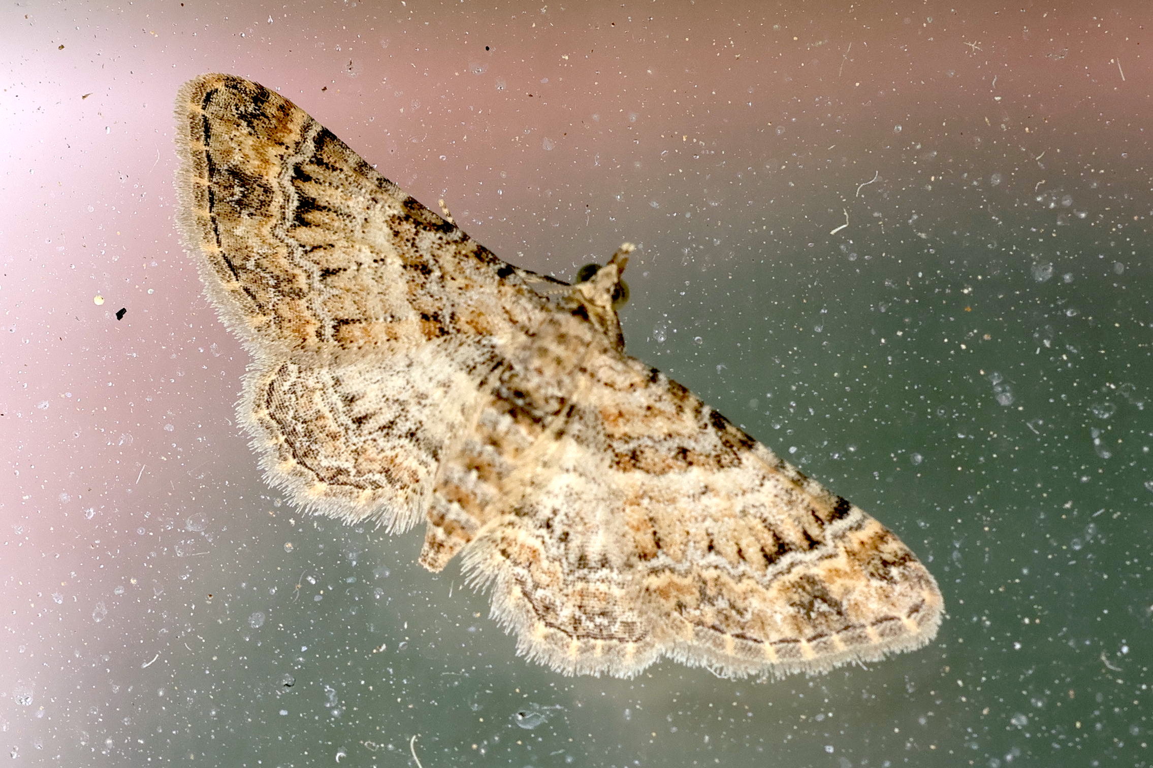 gymnoscelis_rufifasciata3md