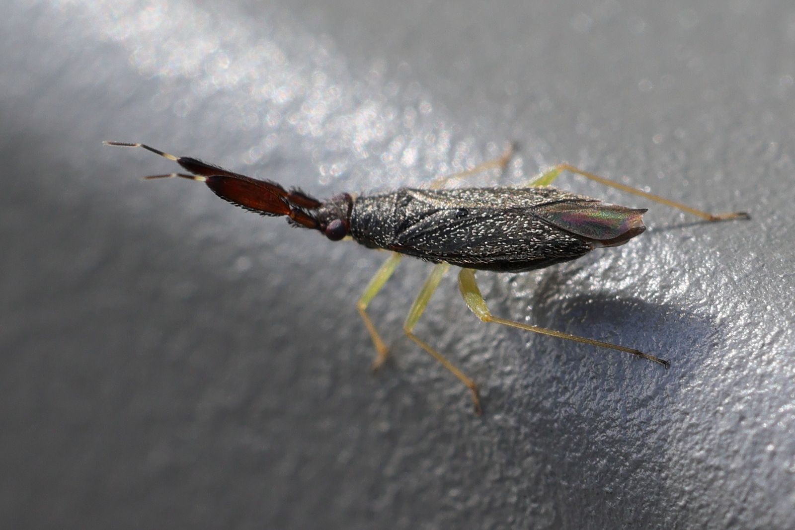 heterotoma_planicornis4md