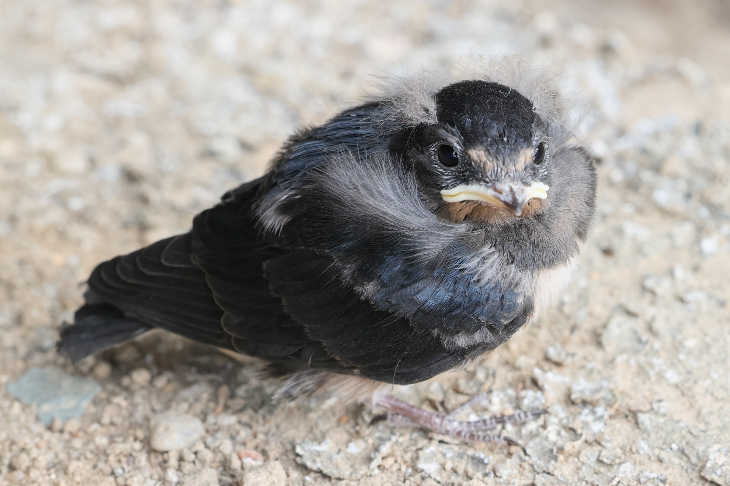 hirondelle_rustique_-_hirundo_rustica14md