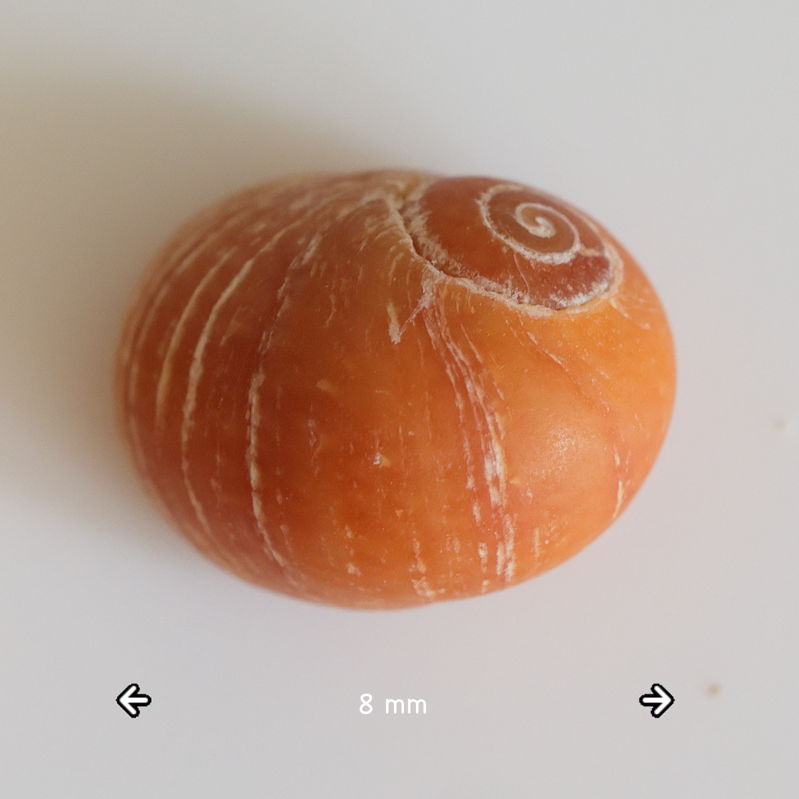 littorina_obtusata3md