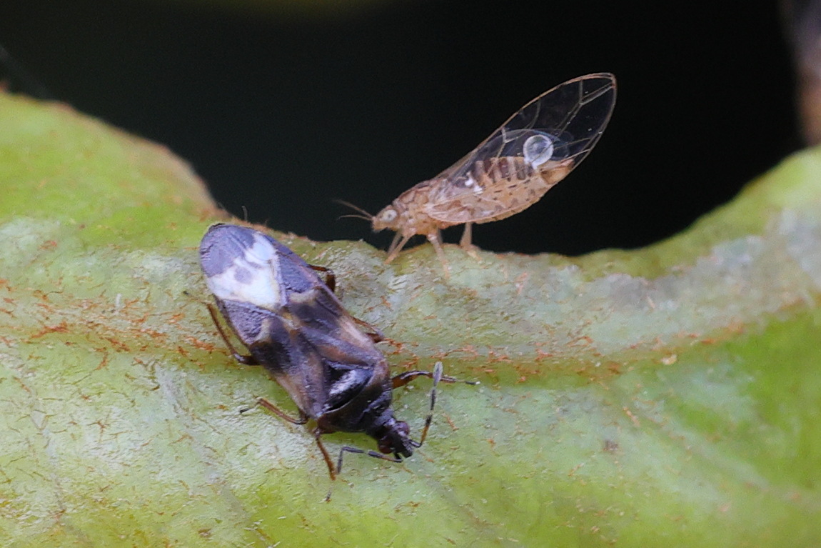 anthocoris_nemoralis1md