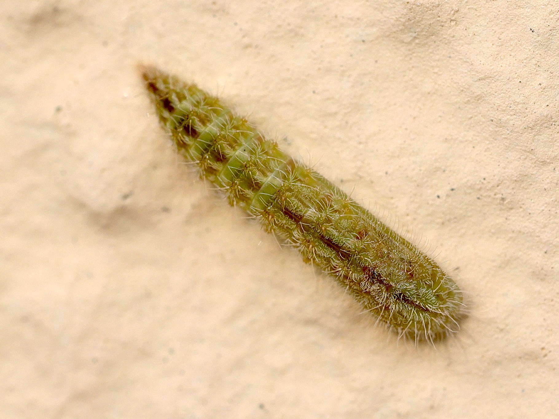 emmelina_monodactyla_ch3md