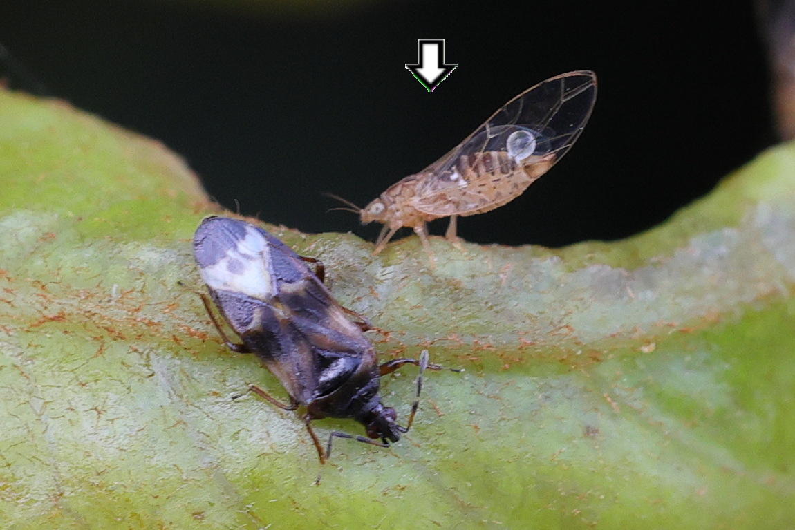 lauritrioza_alacris1md