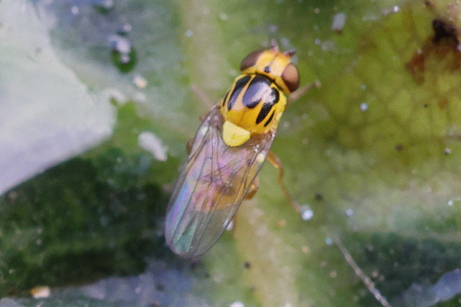 thaumatomyia_sp2mdjpg