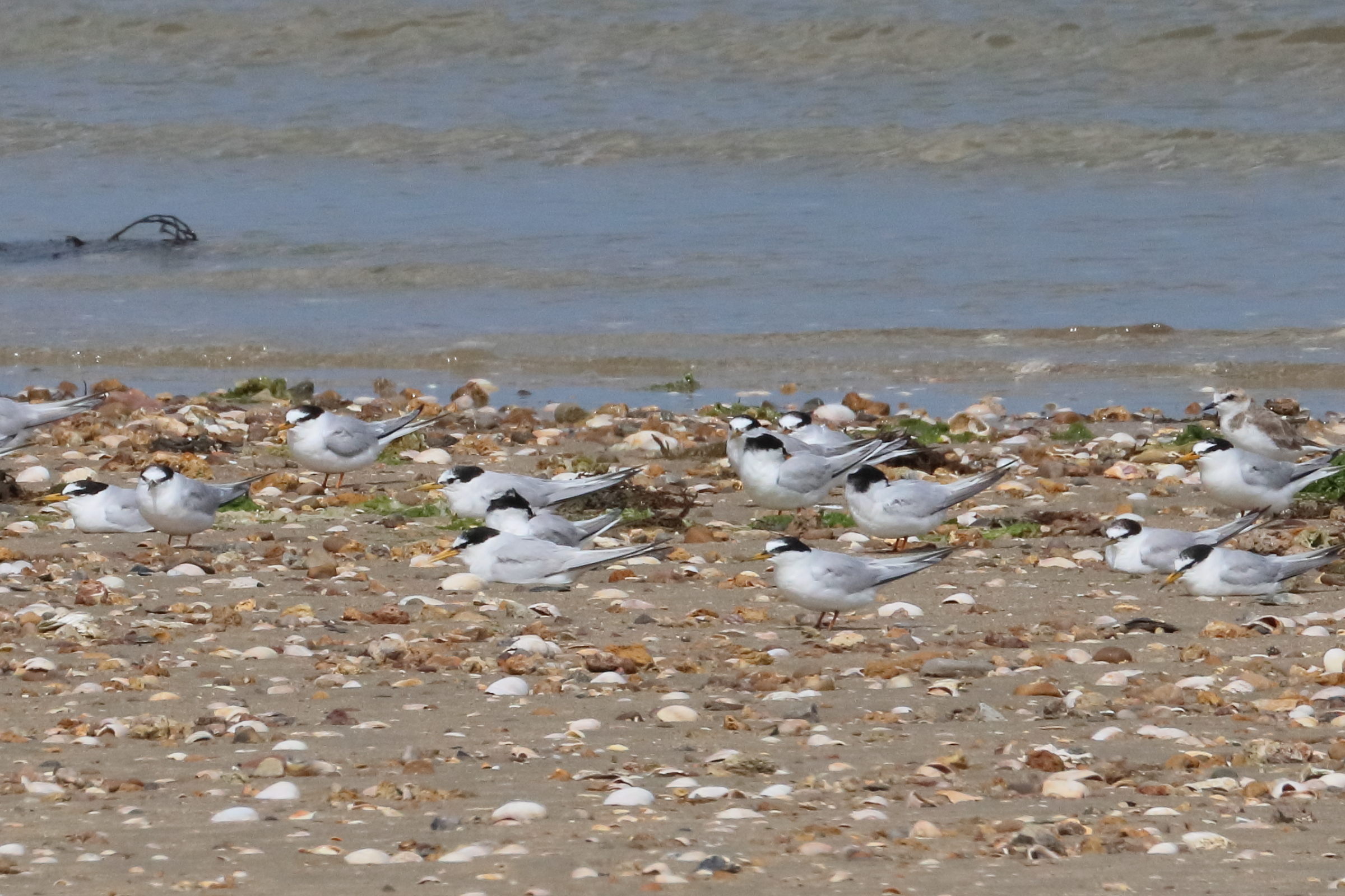 sterne_naine_-_sternula_albifrons6bd