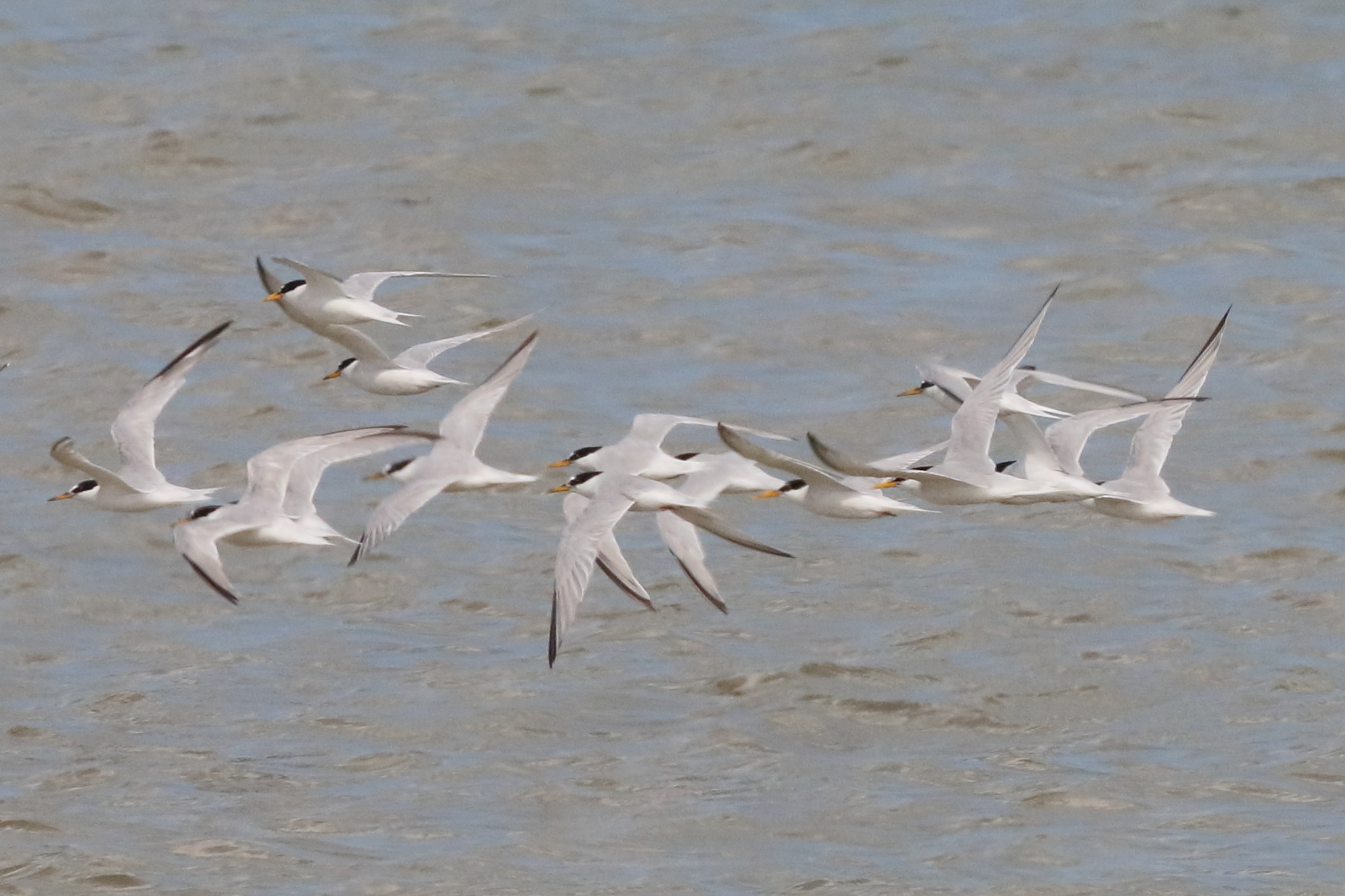 sterne_naine_-_sternula_albifrons7bd