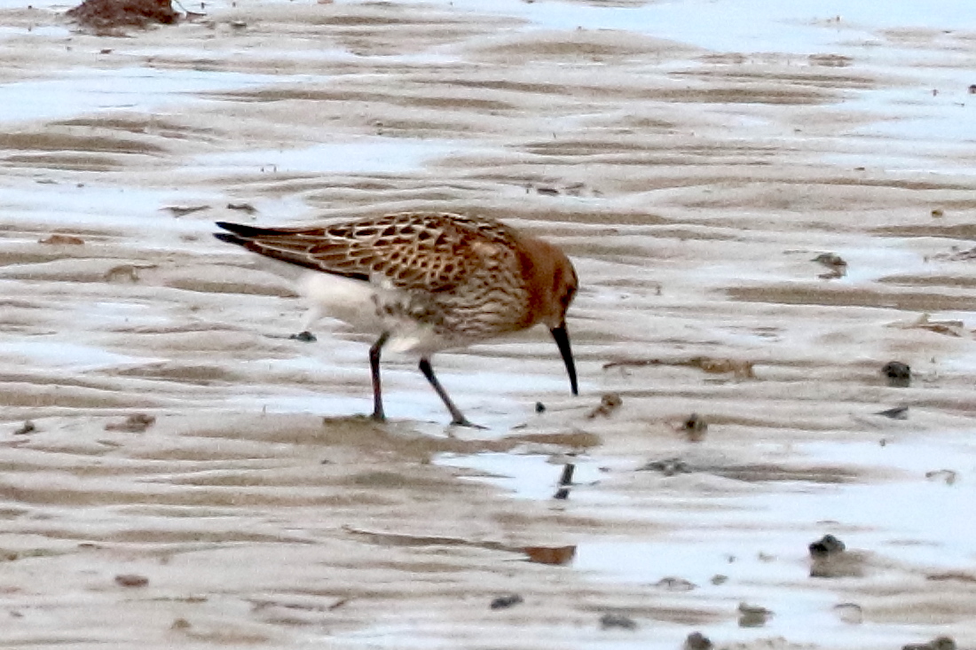 becasseau_variable_-_calidris_alpina9bd