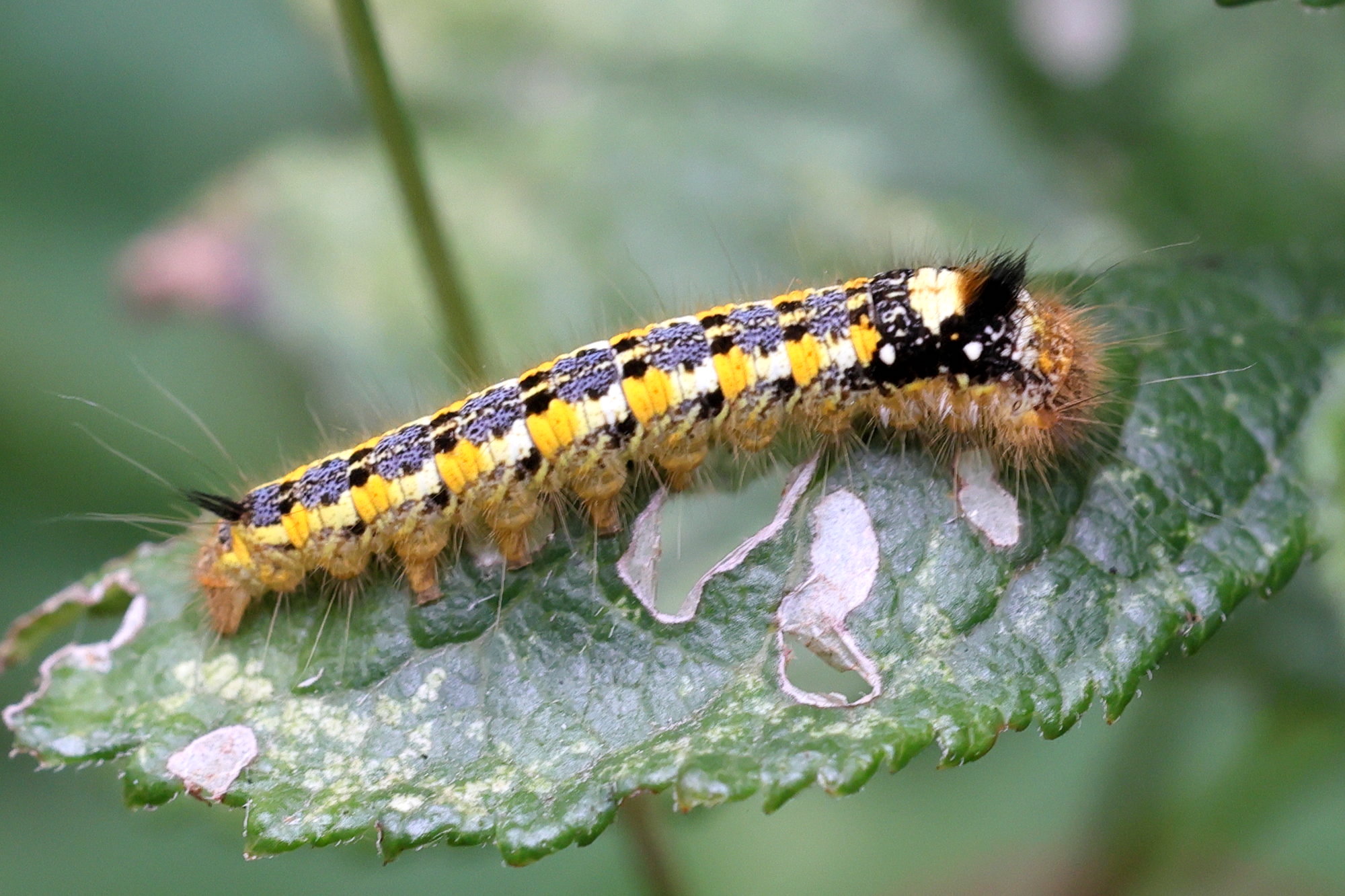 euthrix_potatoria_ch7md