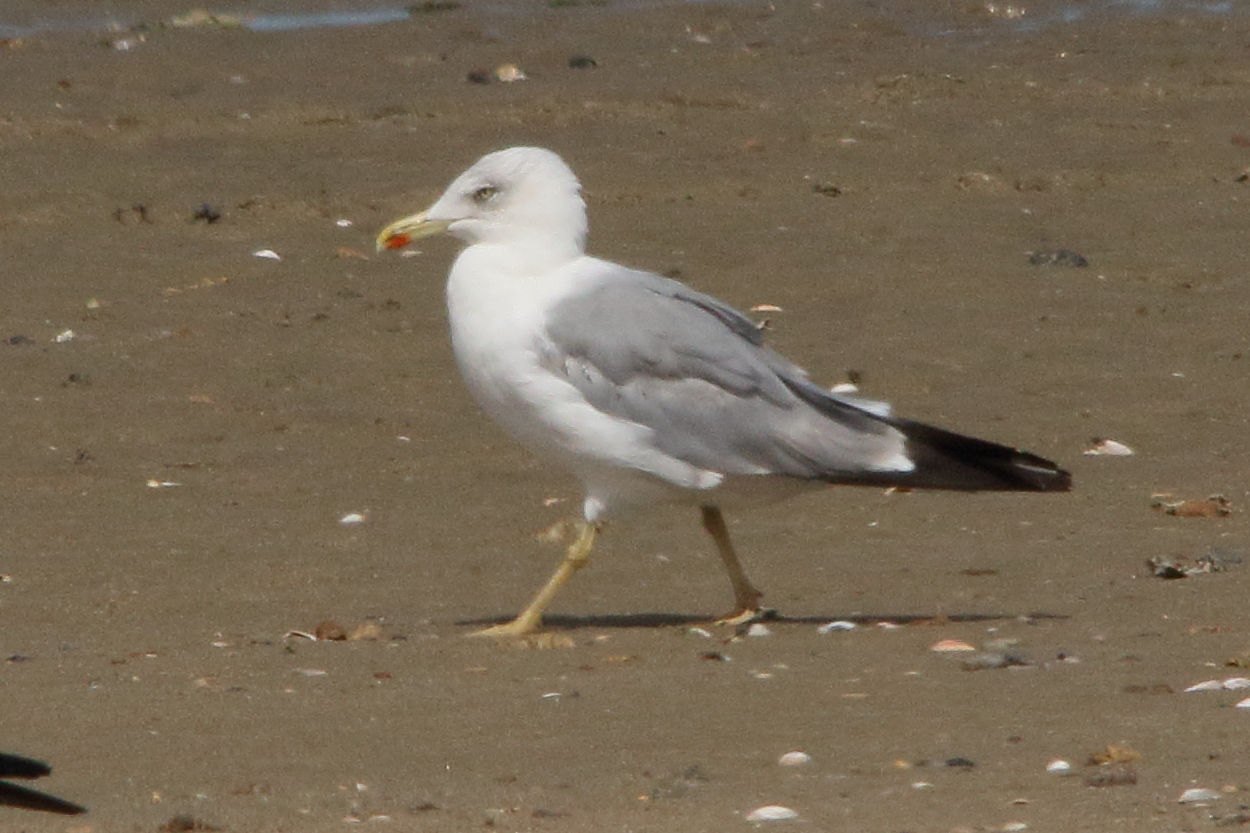 goeland_leucophee_-_larus_michahellis12md