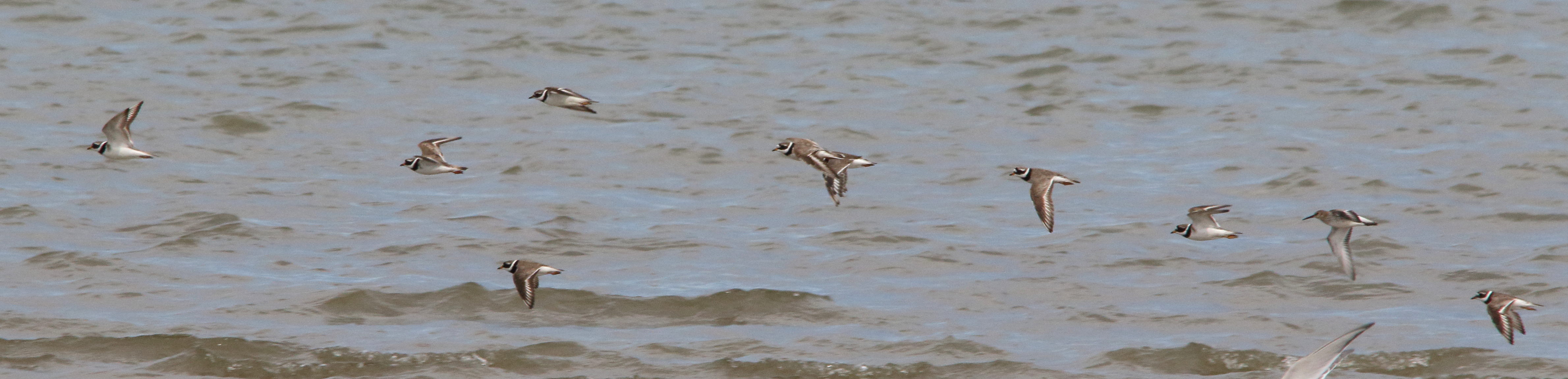 grand_gravelot_-_charadrius_hiaticula11md