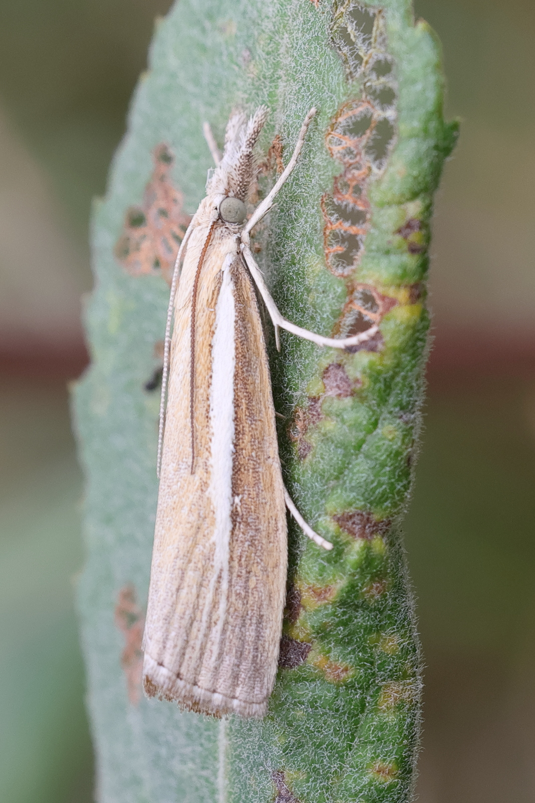 agriphila_selasella1md