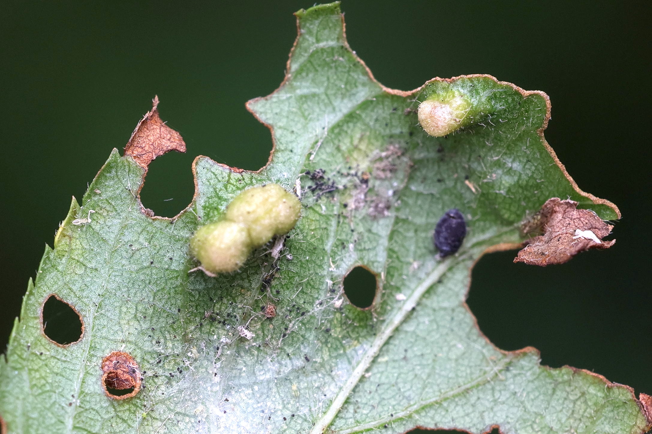 eriophyes_similis_galle1md