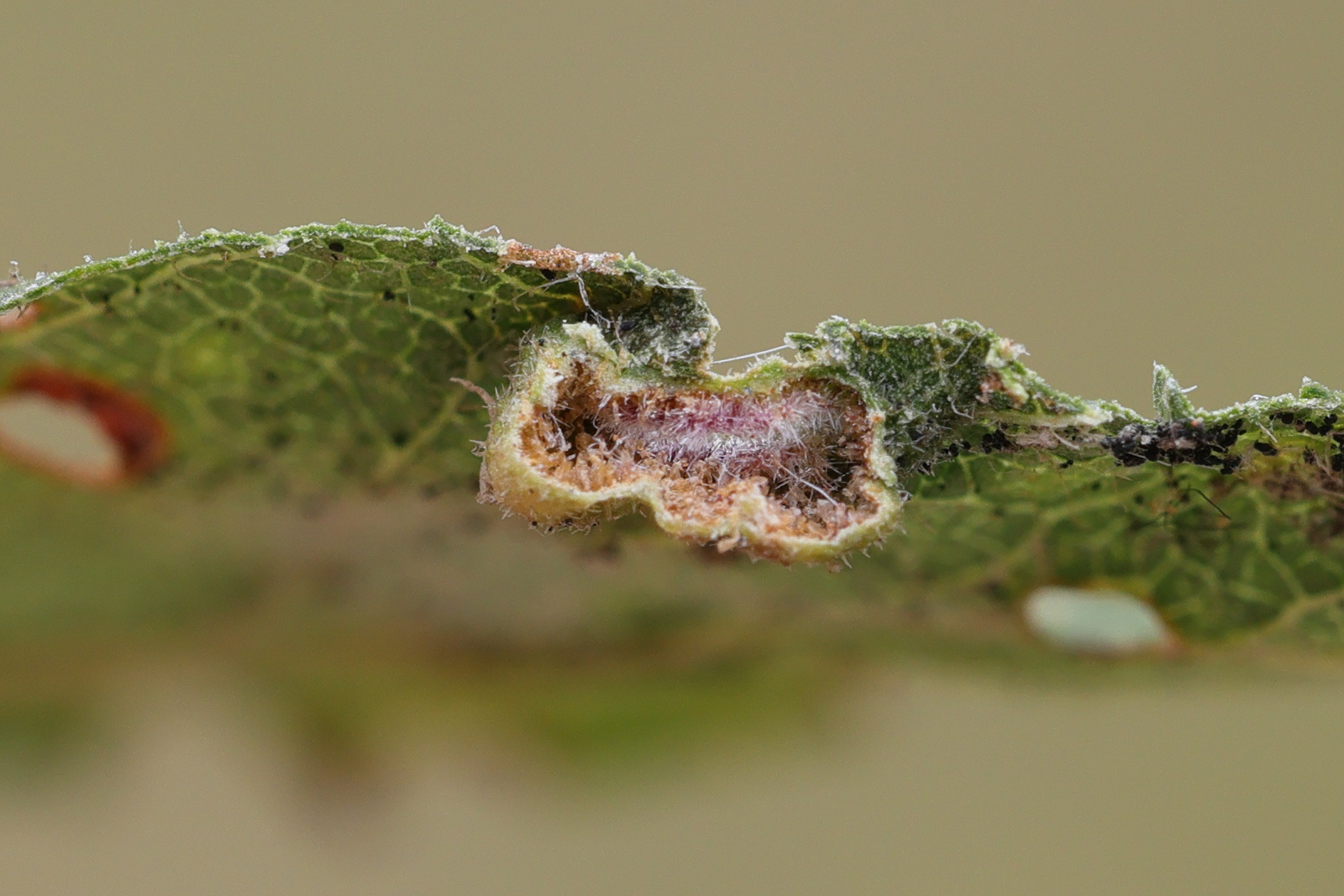 eriophyes_similis_galle2md