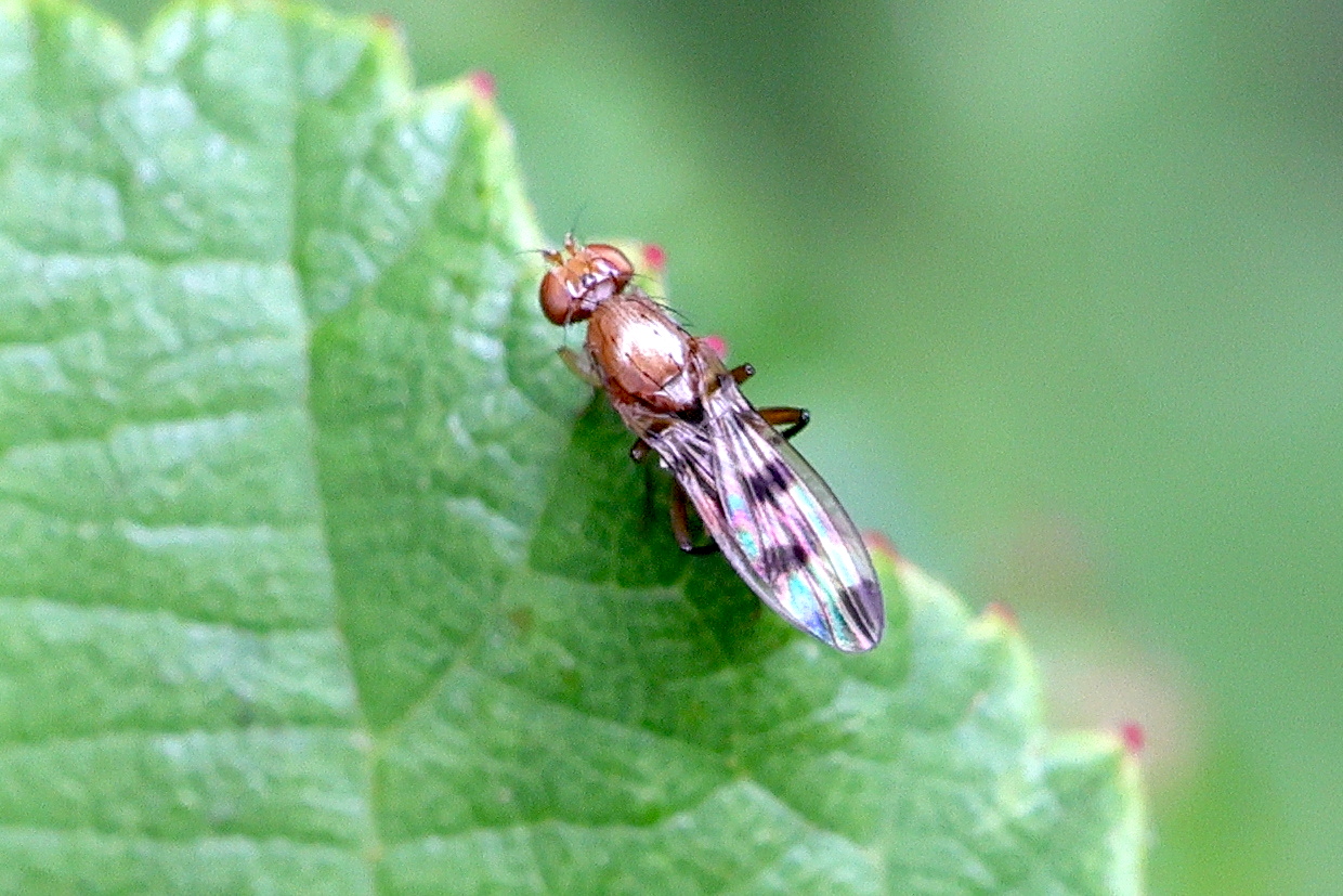 Afficher le média geomyza_nartshukae-tripunctata1md geomyza_nartshukae-tripunctata1md