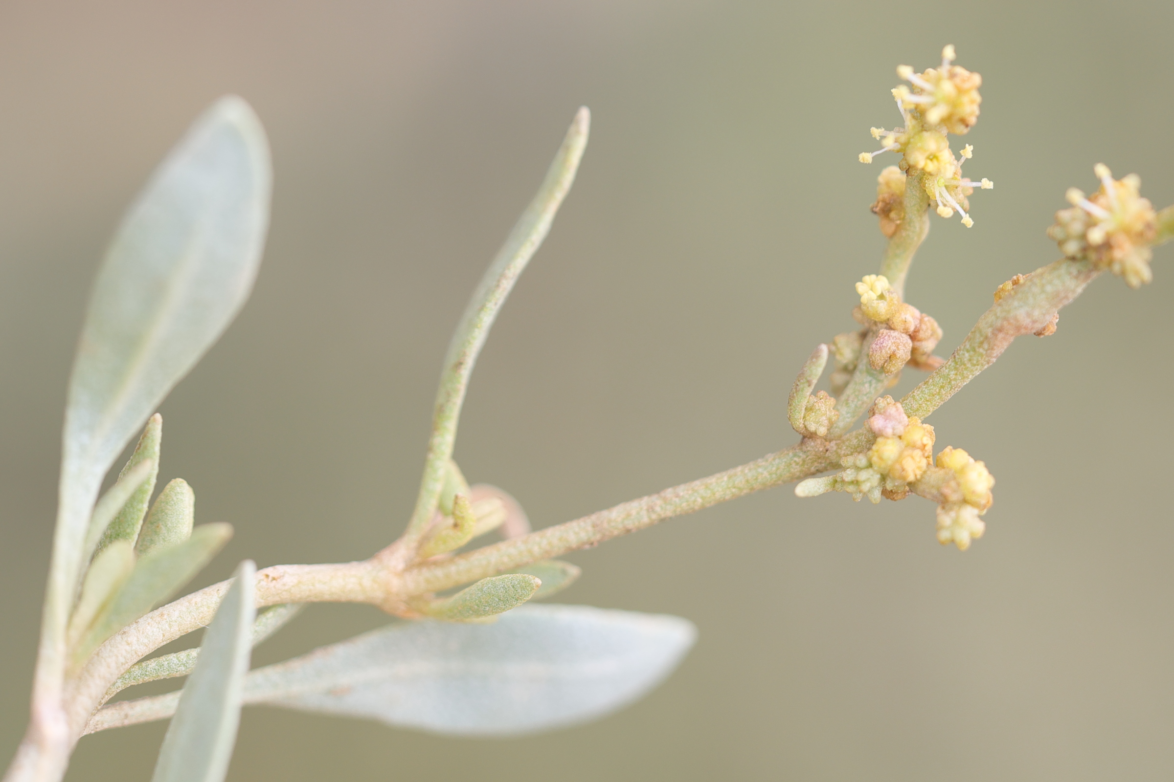 Afficher le média halimione_portulacoides6md halimione_portulacoides6md