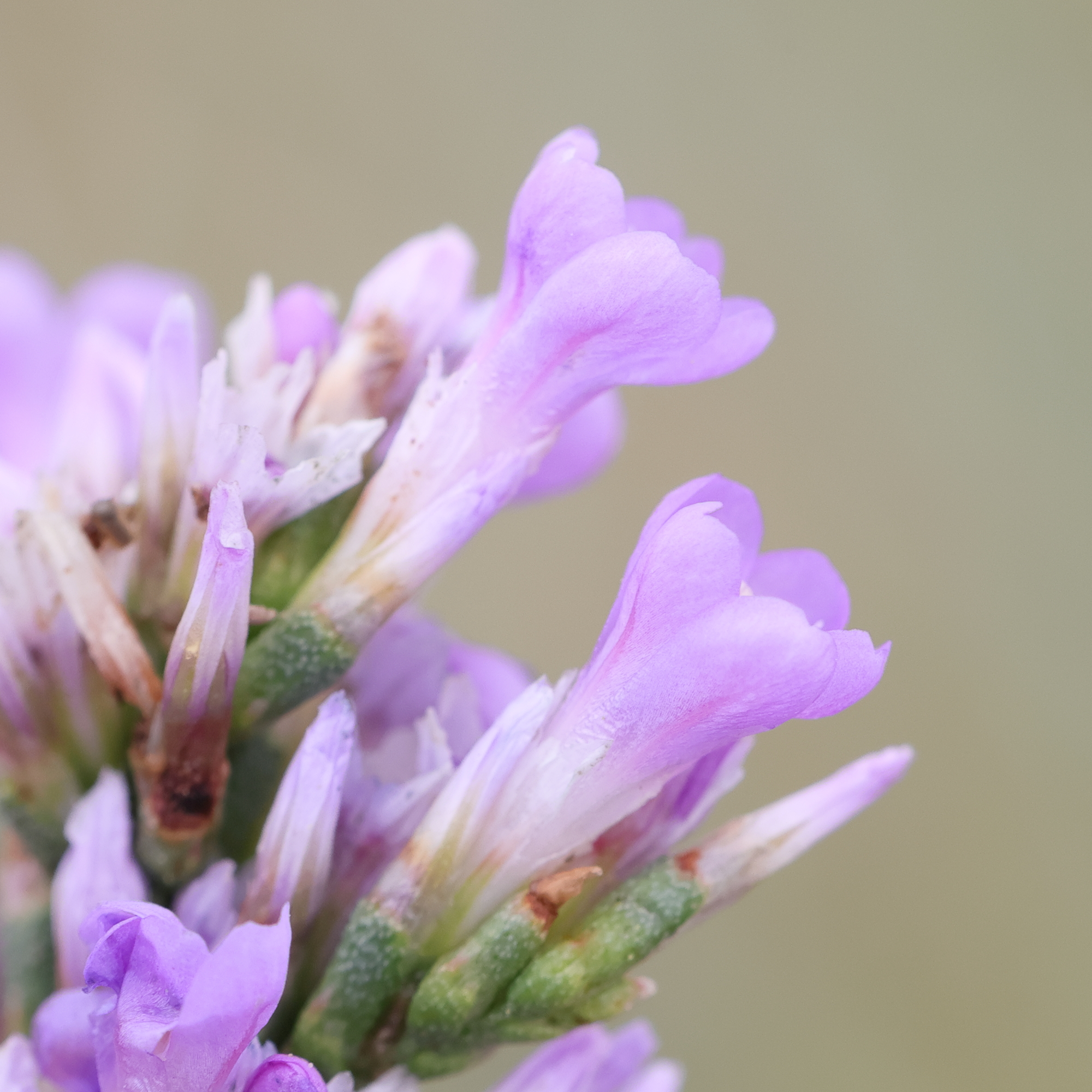 Afficher le média limonium_auriculiursifolium4md limonium_auriculiursifolium4md
