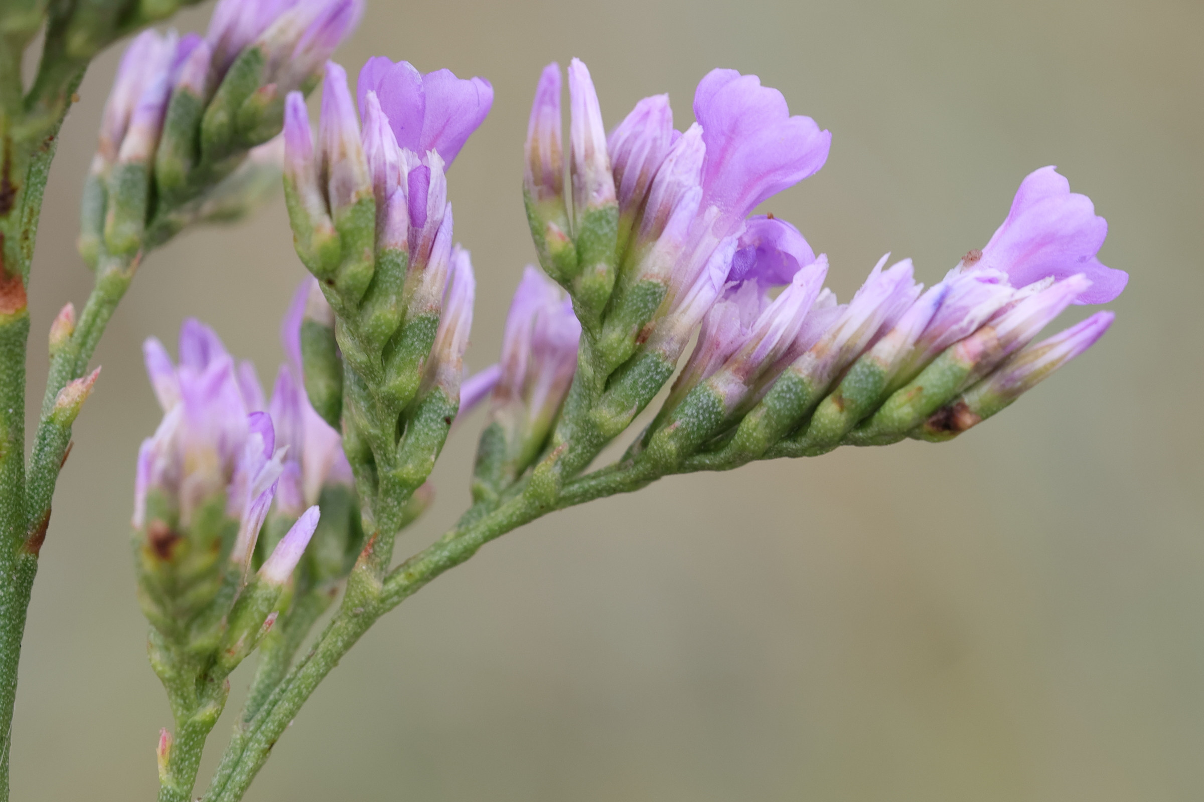 Afficher le média limonium_auriculiursifolium5md limonium_auriculiursifolium5md