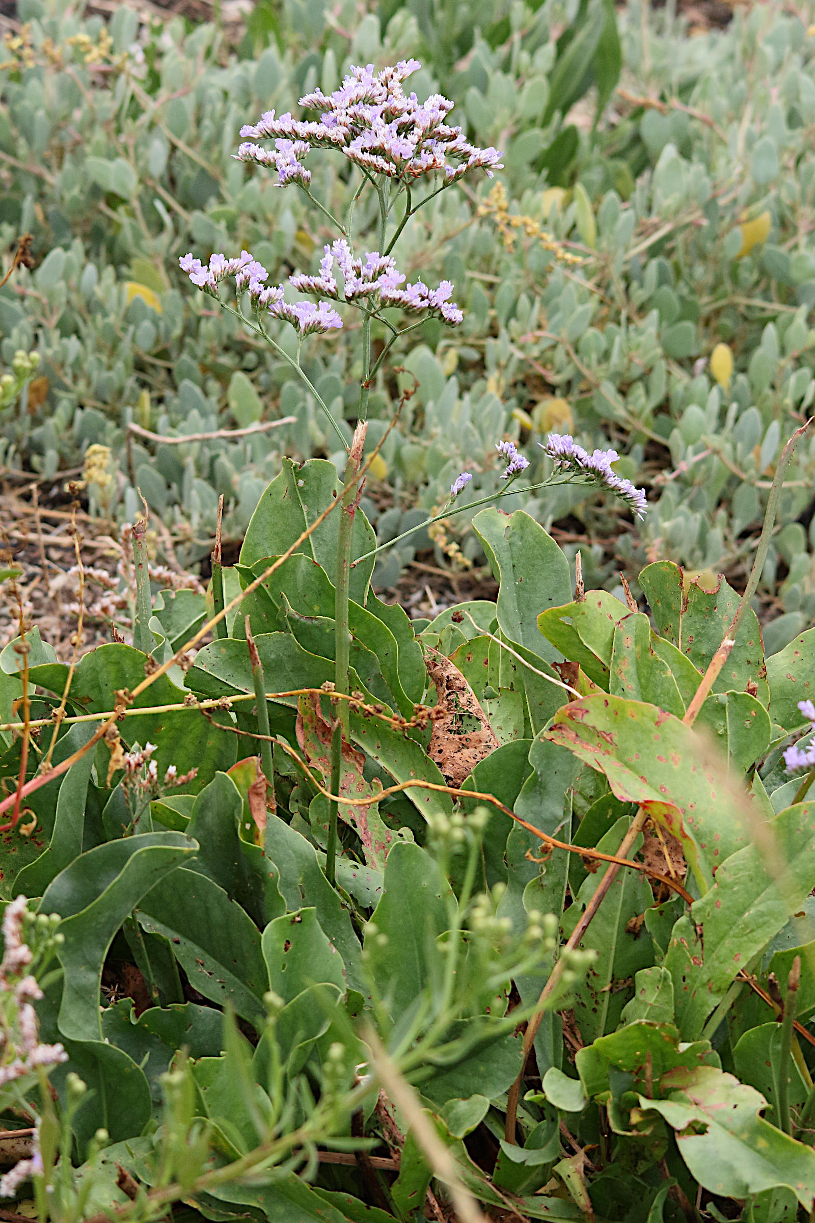 Afficher le média limonium_auriculiursifolium7md limonium_auriculiursifolium7md