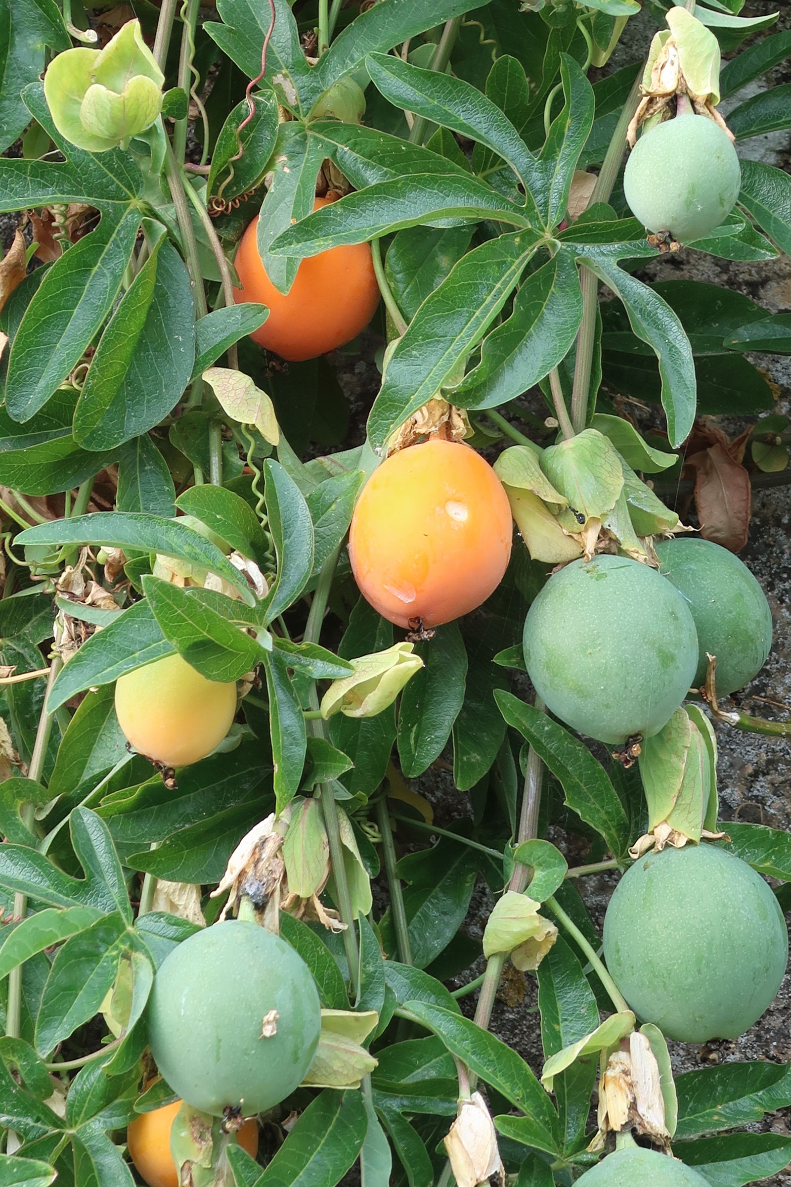 passiflora_caerulea4md