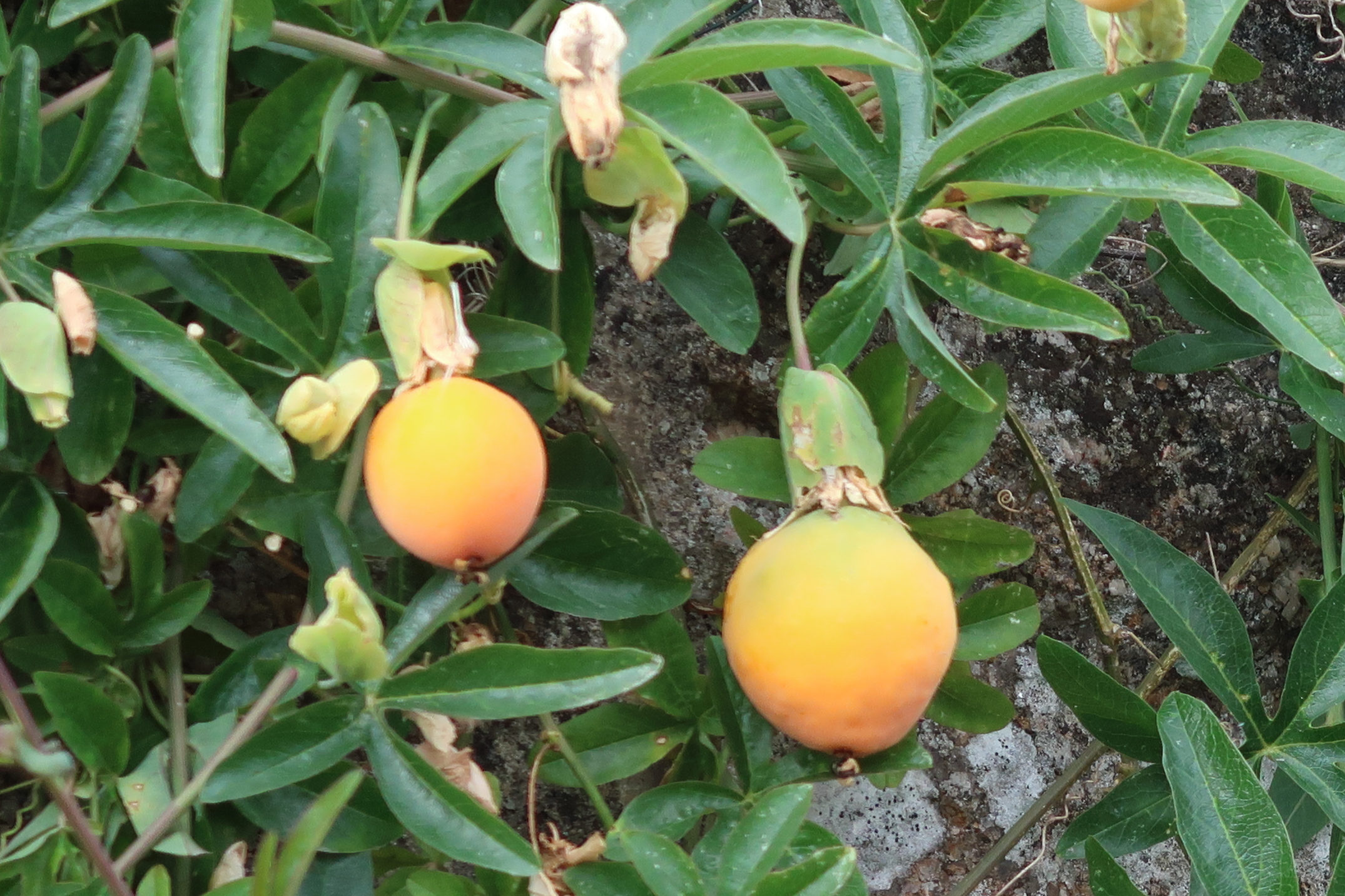 passiflora_caerulea5md