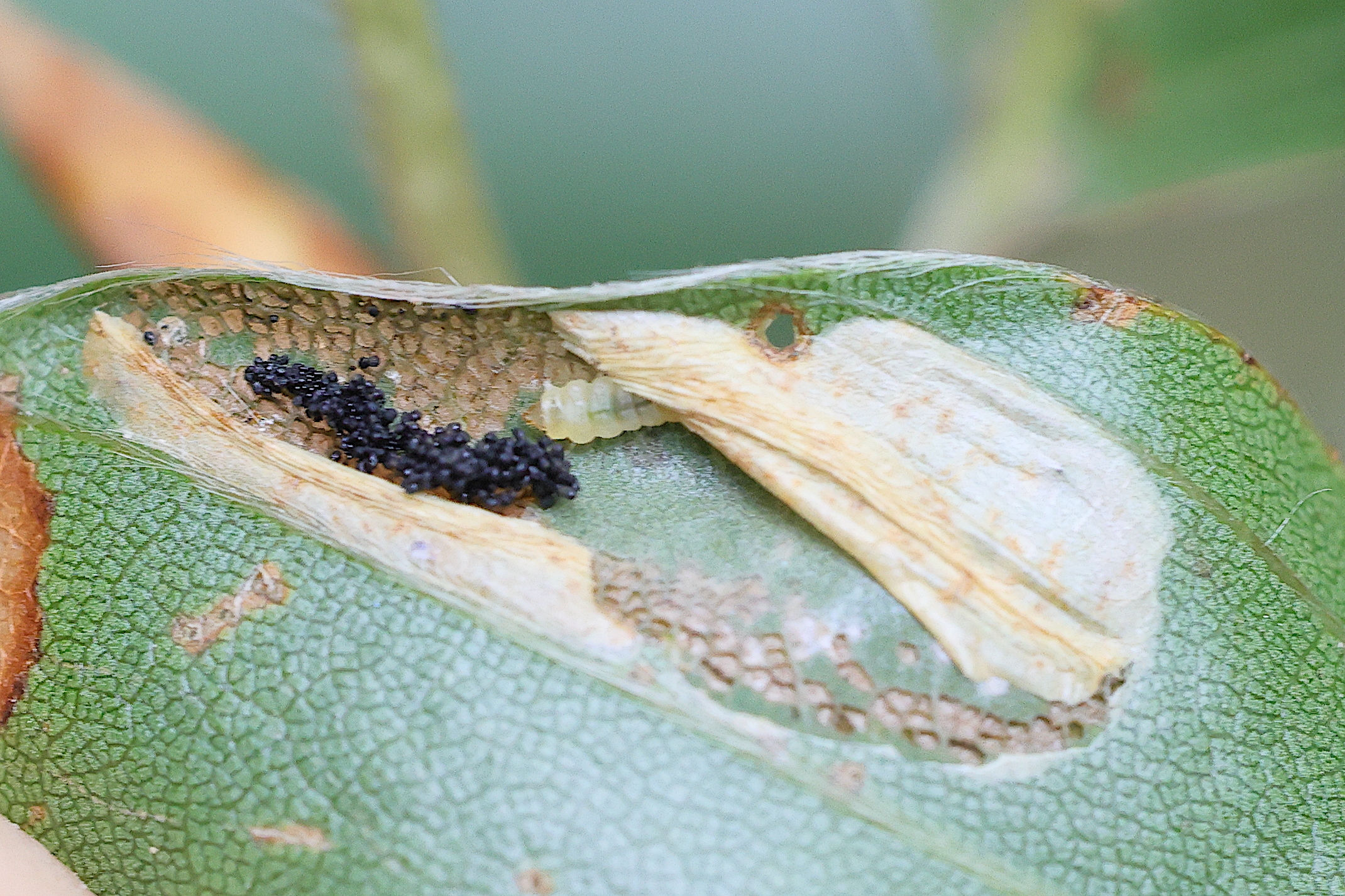 phyllonorycter_maestingella_larv1md