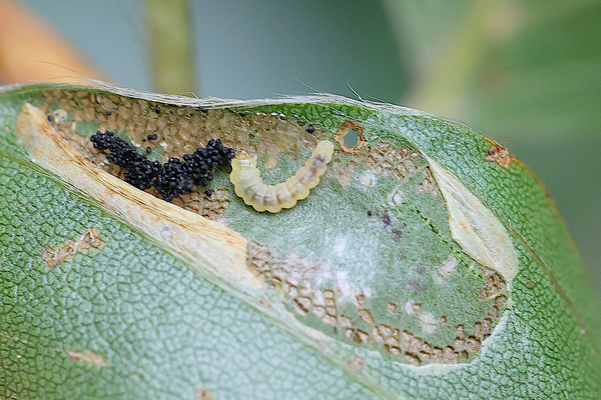 phyllonorycter_maestingella_larv2md