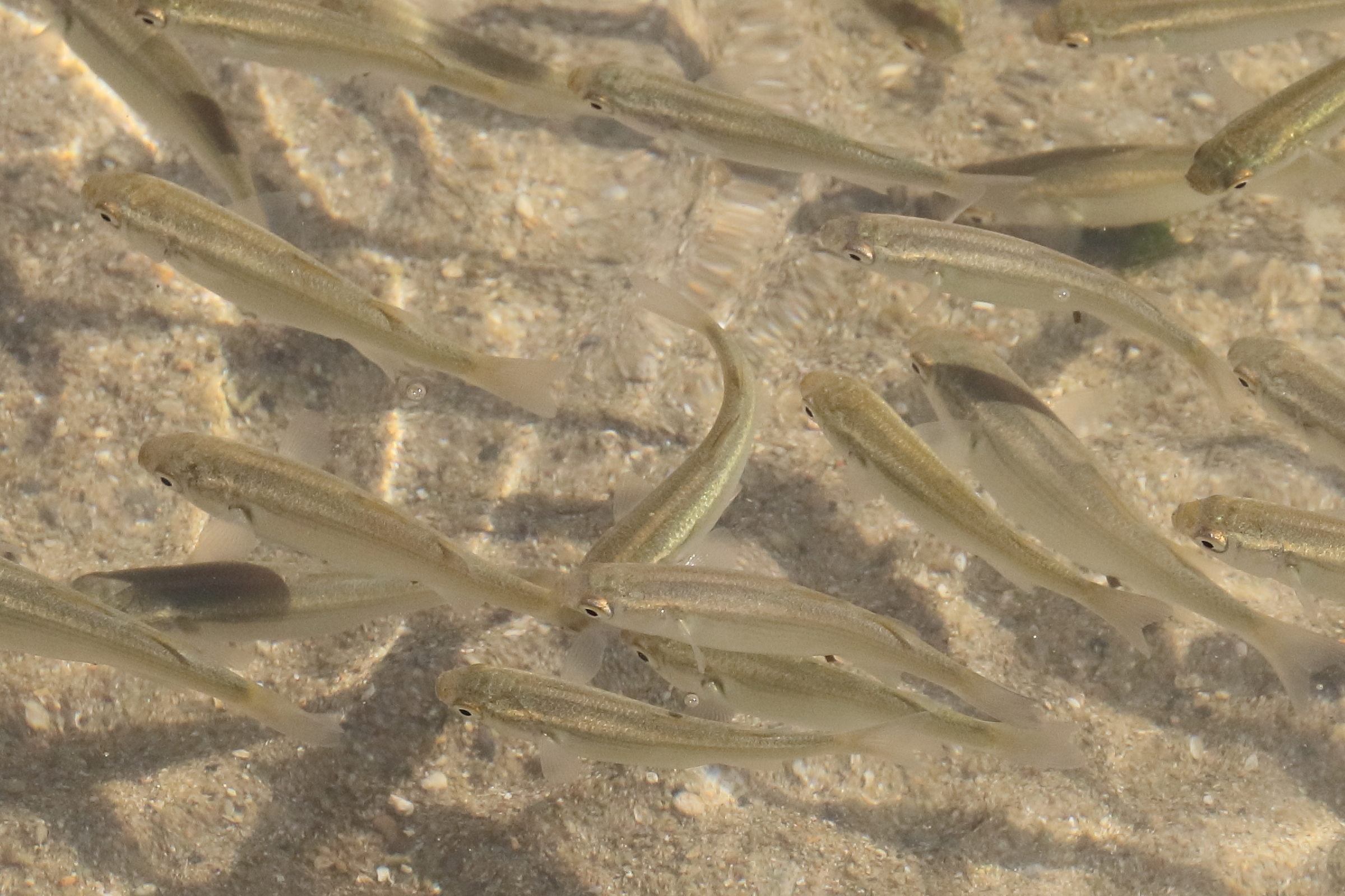 atherina_presbyter3bd