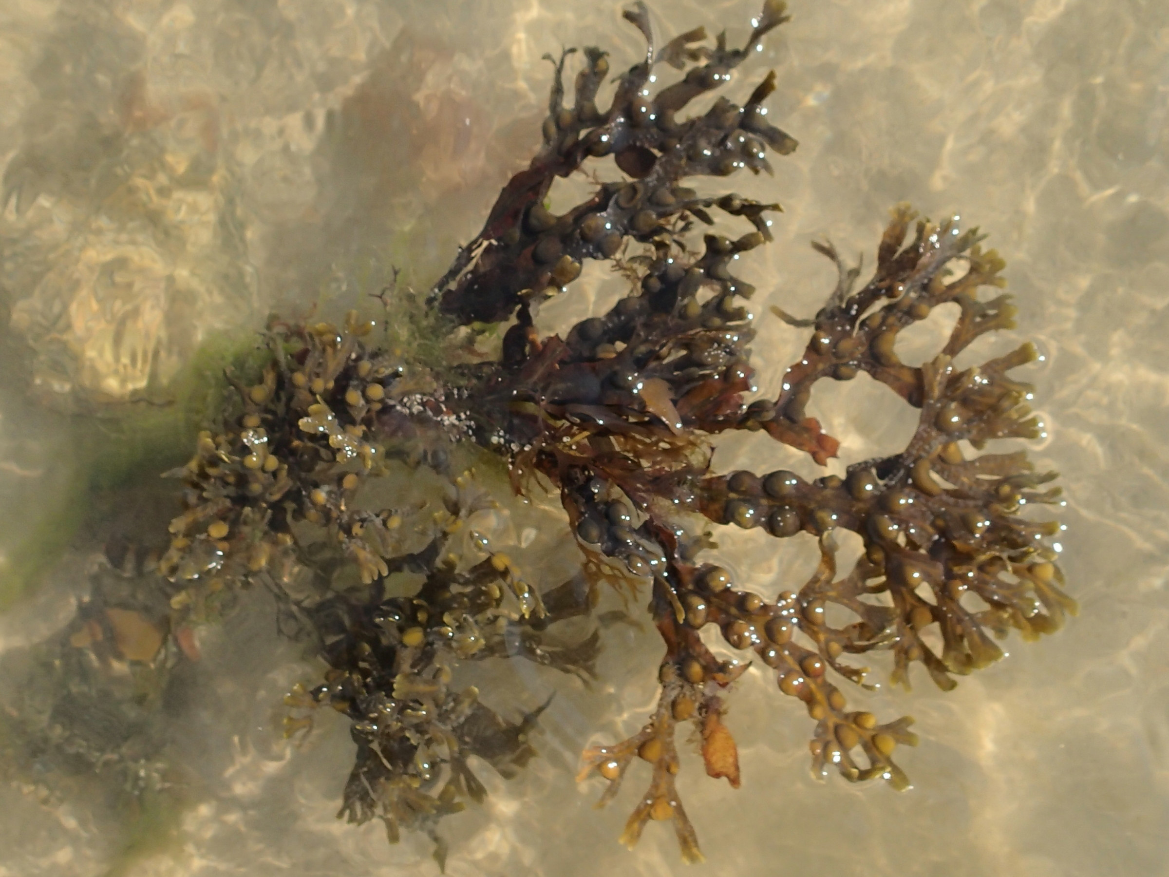 Fucus Vesiculosus Welche Potenz Zum Abnehmen Sysbio, Base de données de systématique - Fucus vesiculosus (Fucus