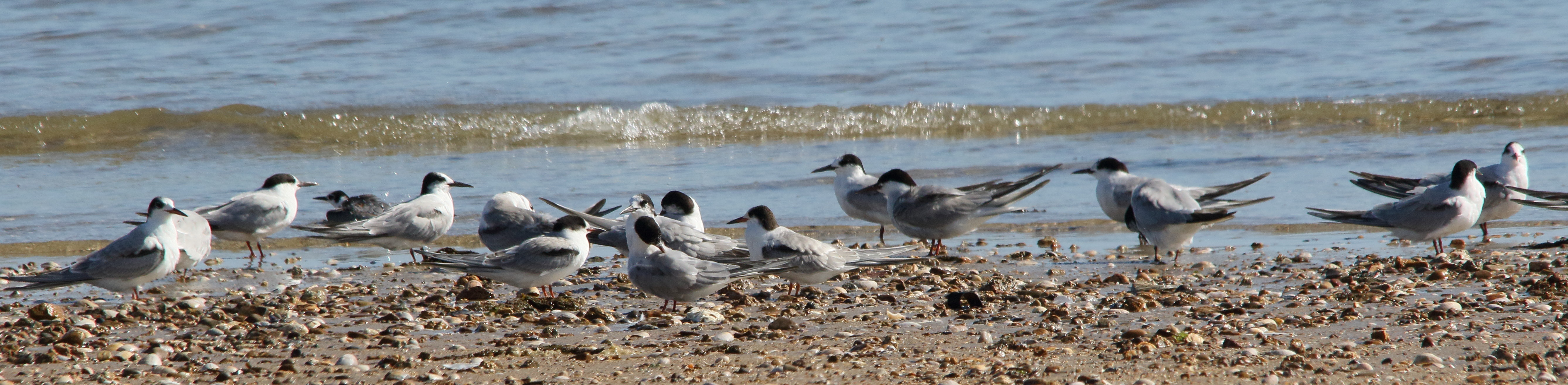 sterne_pierregarin_-_sterna_hirundo12md