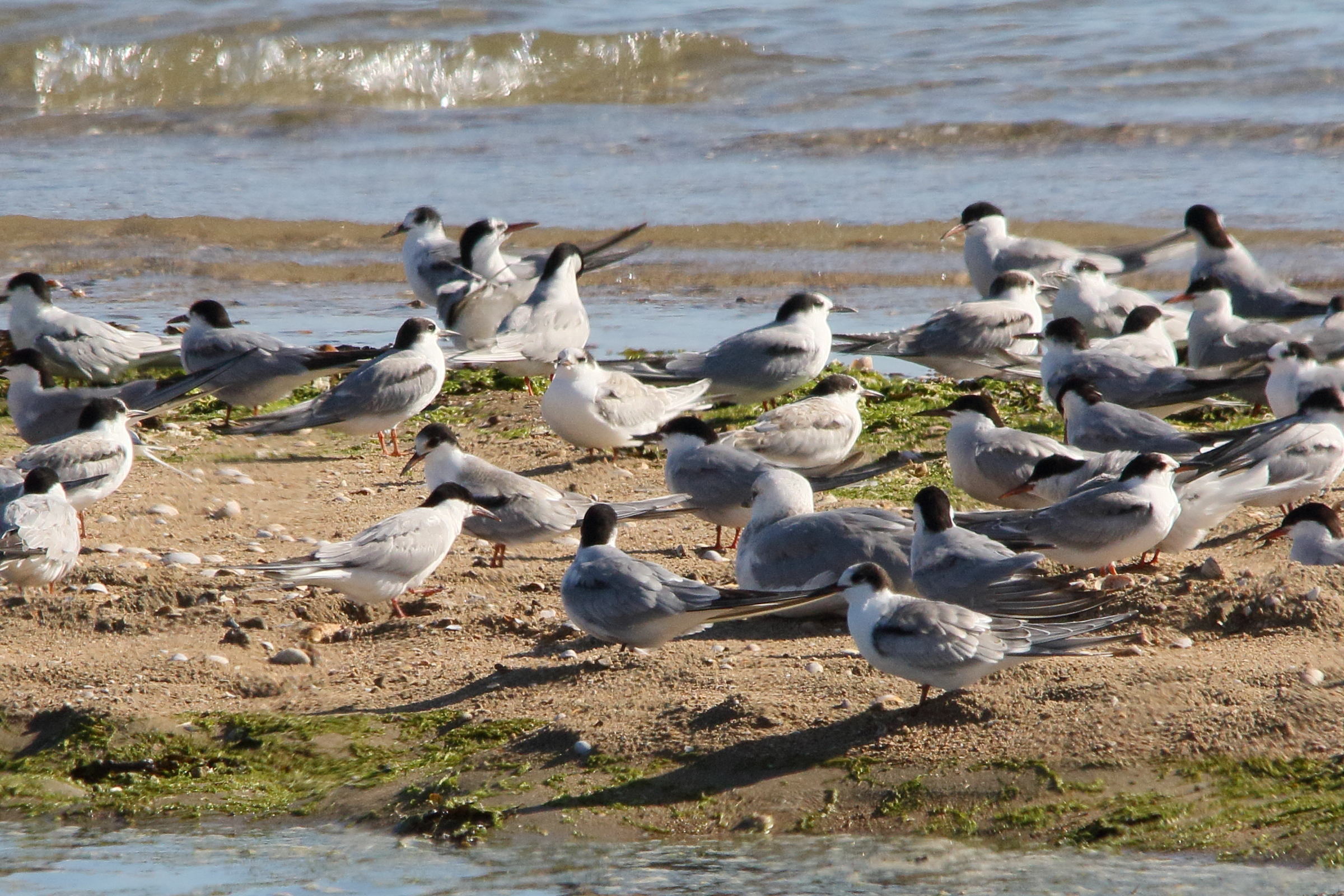sterne_pierregarin_-_sterna_hirundo13md