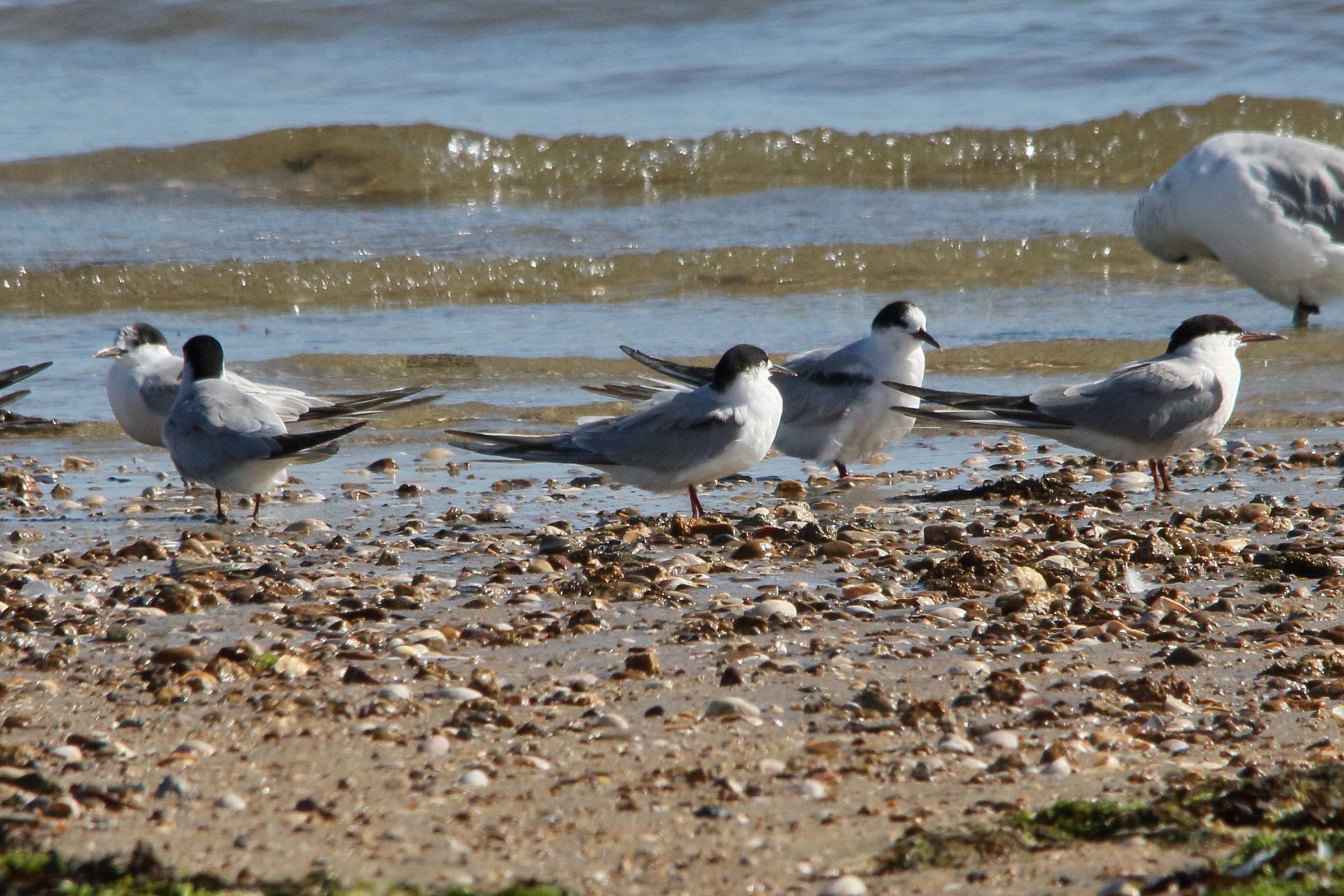 sterne_pierregarin_-_sterna_hirundo14