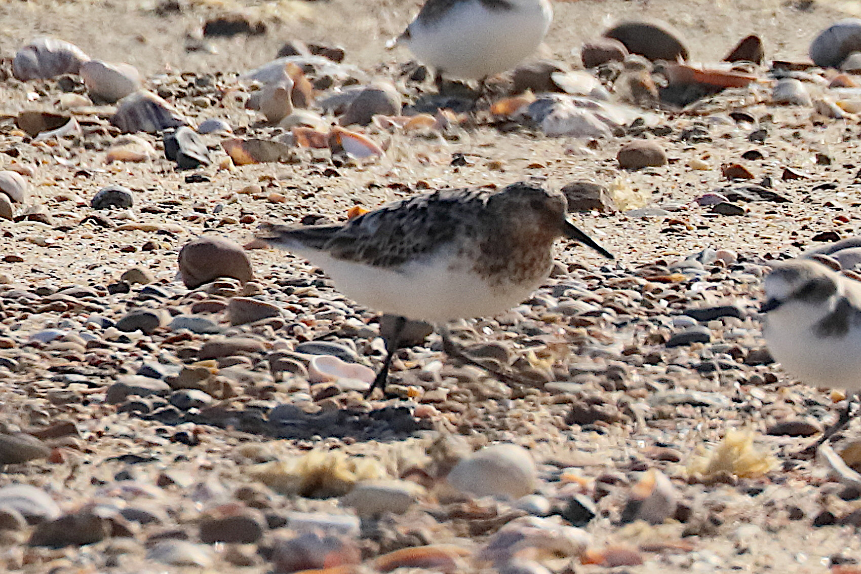 becasseau_sanderling_-_calidris_alba_9bd