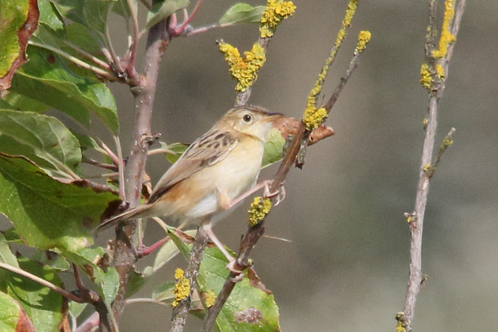 cisticole_des_joncs_-_cisticola_juncidis4md