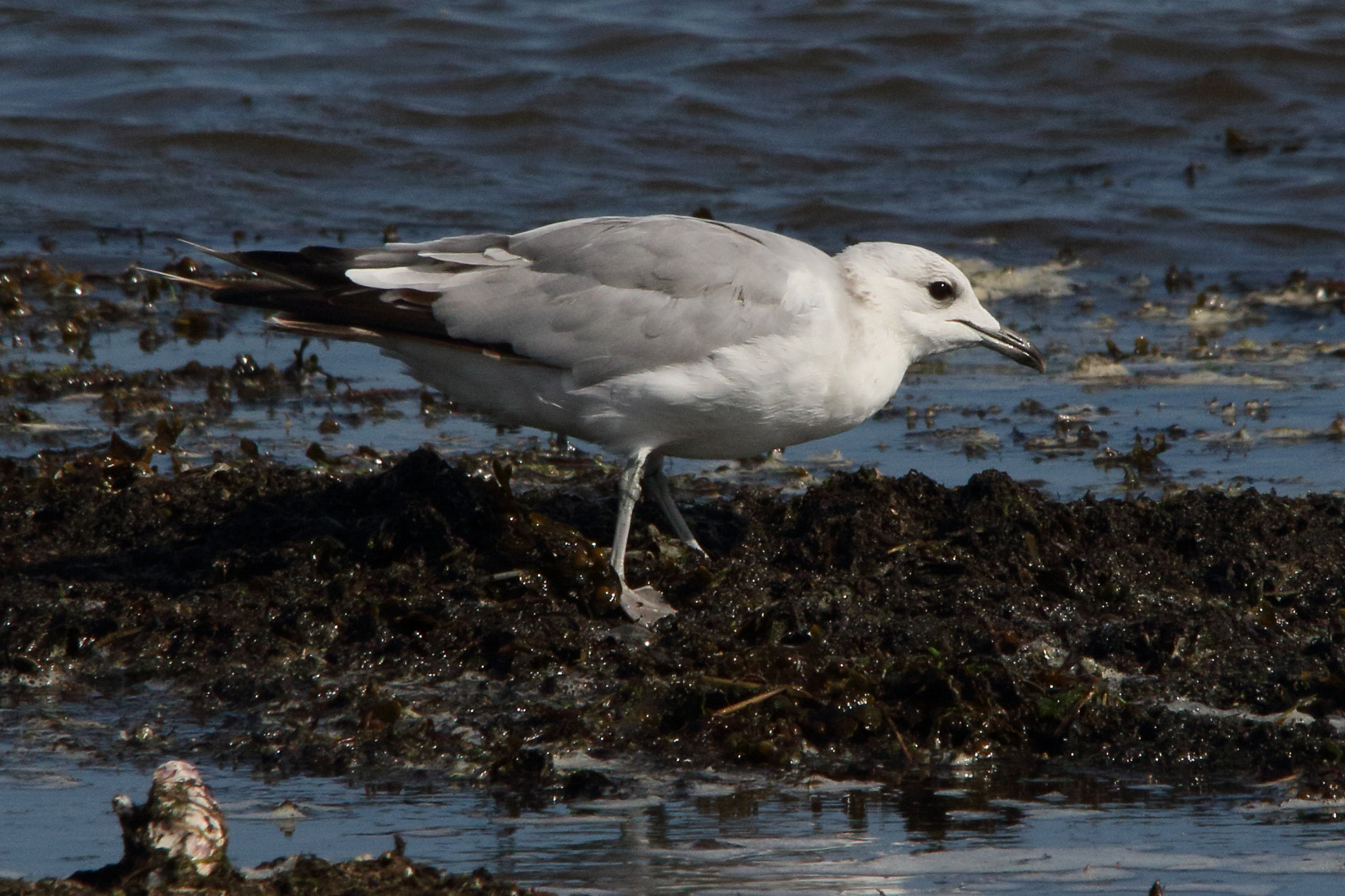 goeland_cendre_-_larus_canus7md