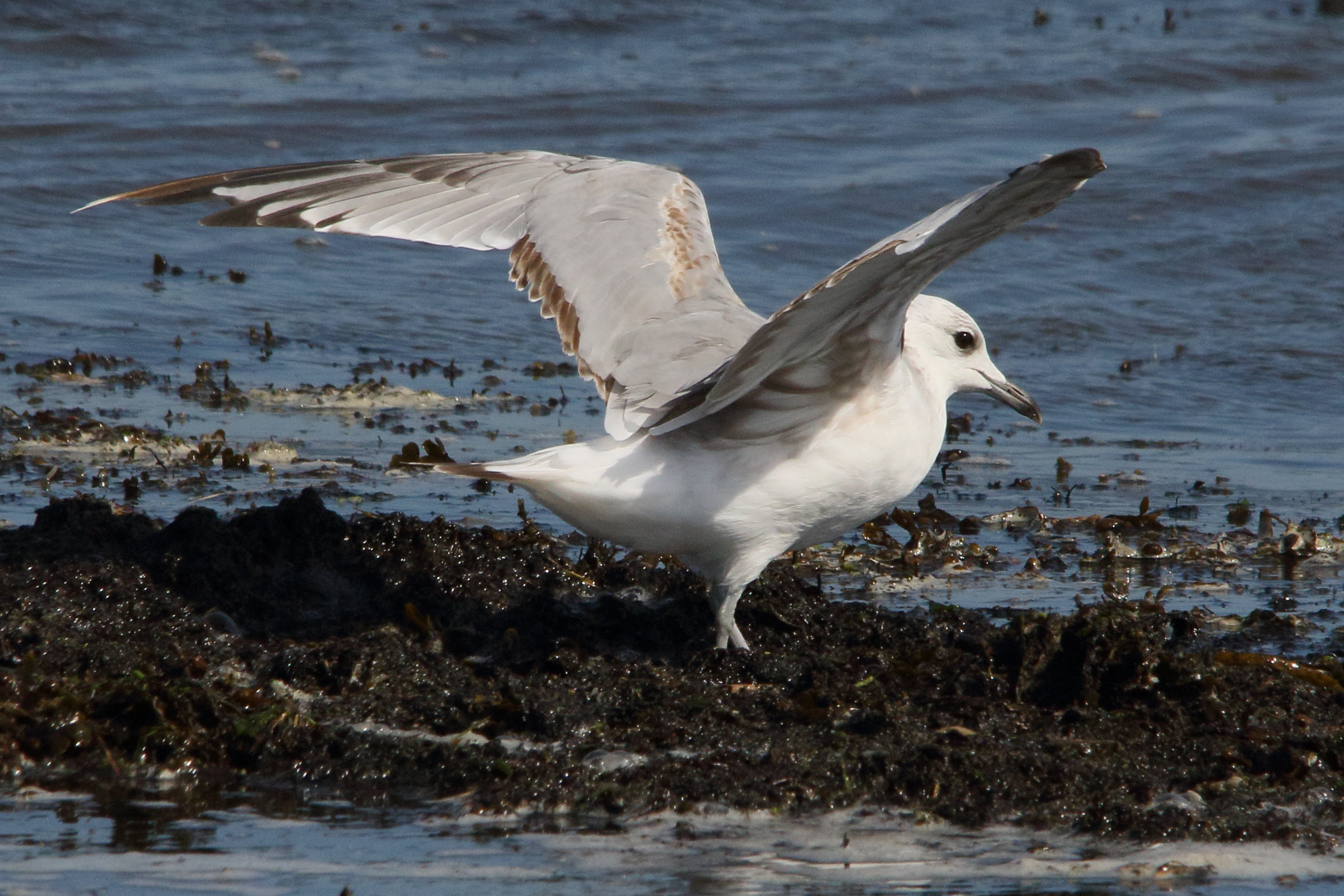 goeland_cendre_-_larus_canus8md