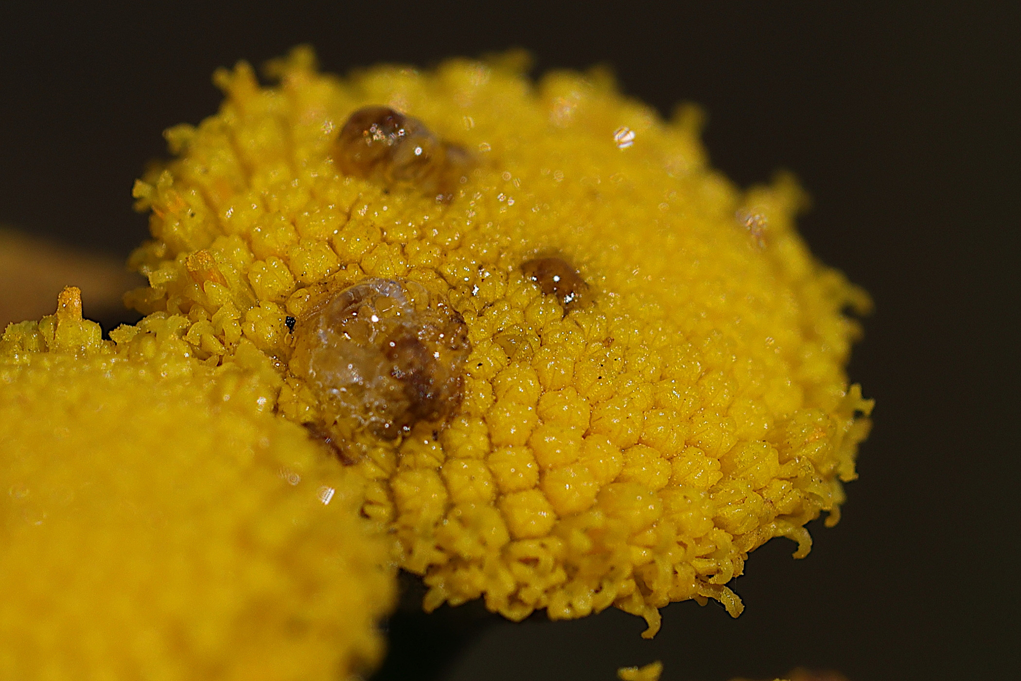 Afficher le média rhopalomyia_tanaceticola_galle5md rhopalomyia_tanaceticola_galle5md