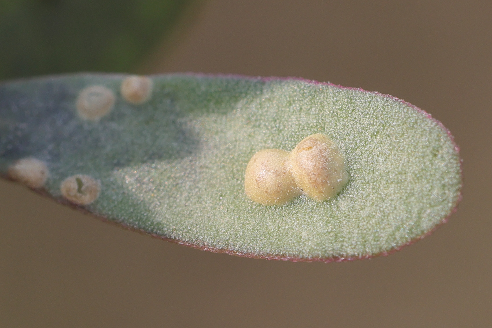 Afficher le média wilsoniana_oleracae2md wilsoniana_oleracae2md